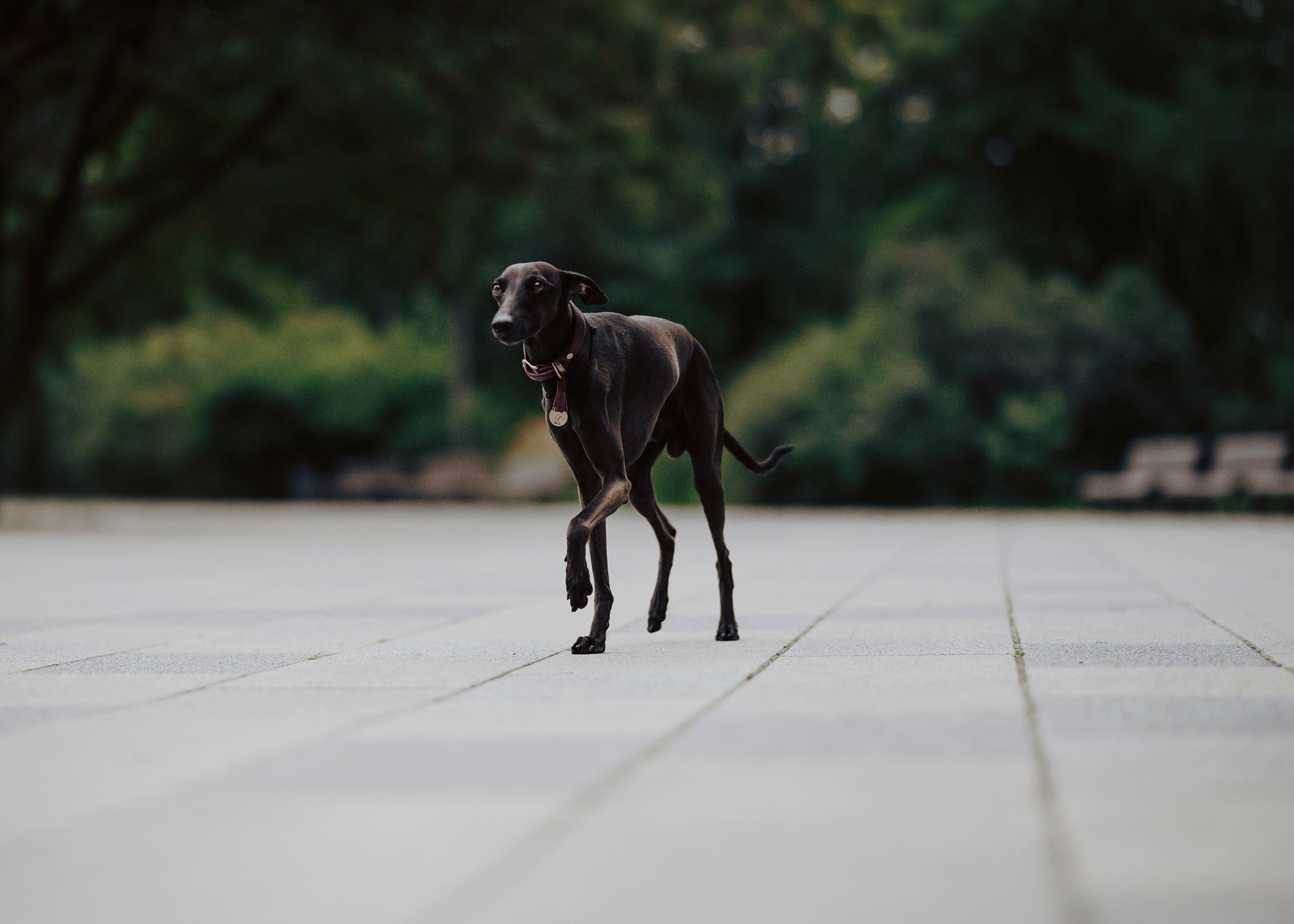 Дофи. Фотограф- анималист Александра Матвеева
