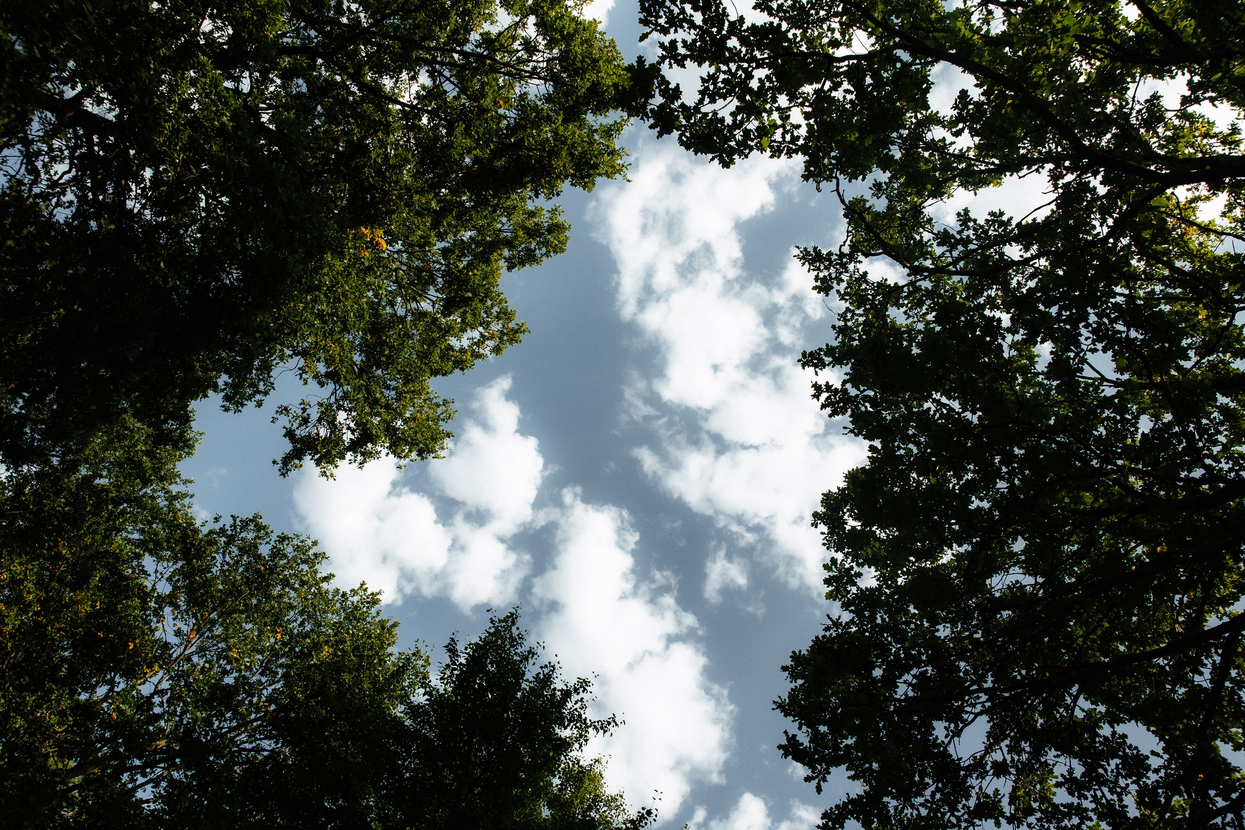 Ирина и Александр. Алена Бадамшина — свадебный фотограф Воронеж / Москва