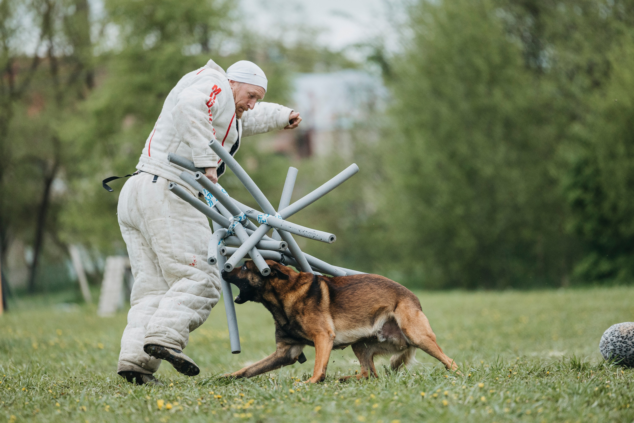 26.05.25 г. Пушкин квалификационные соревнования. Фотограф-анималист Анна Маринич