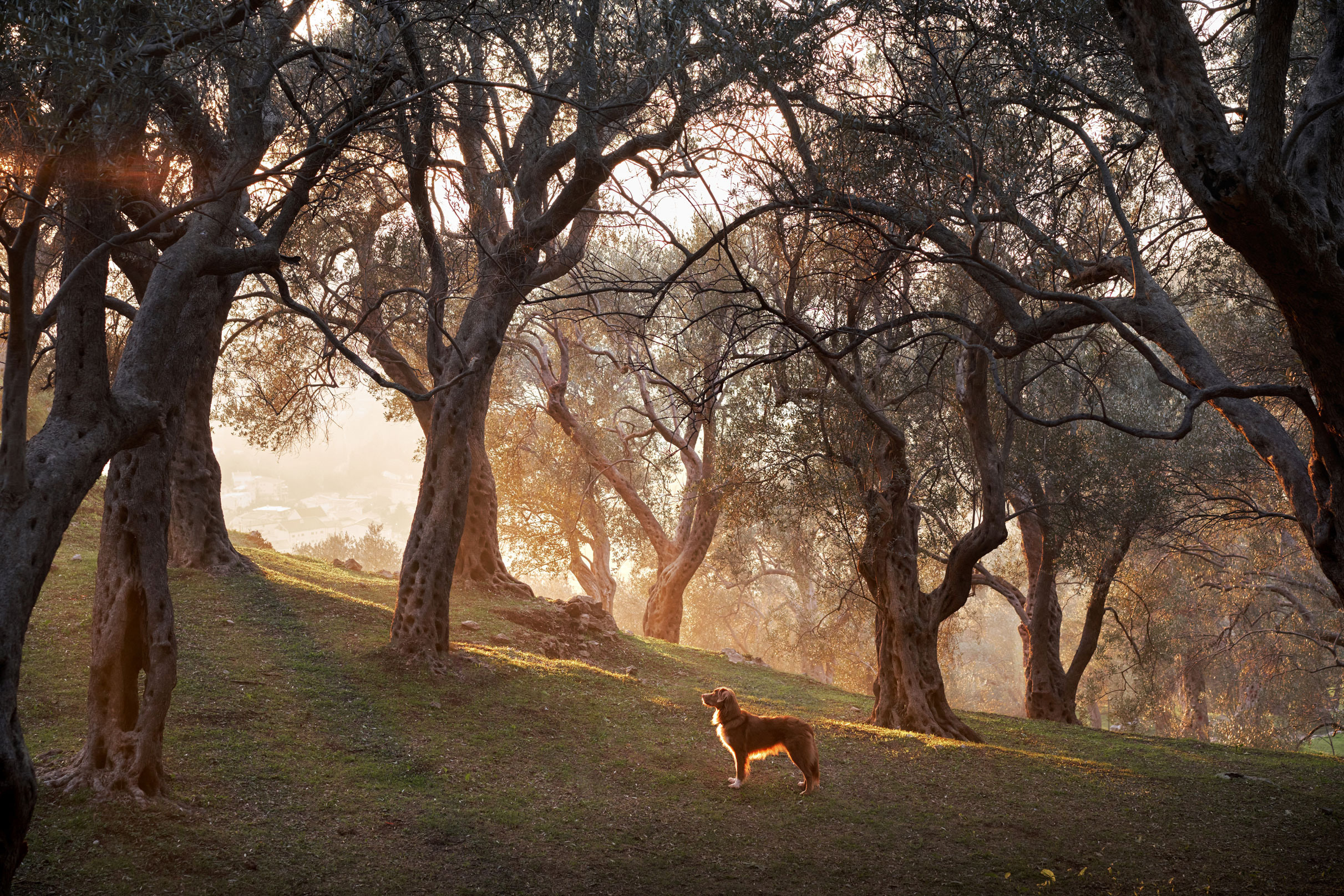 Photo of dogs in nature. landscape with dog. Dog photographer Averianova Anna — Art photography of dogs
