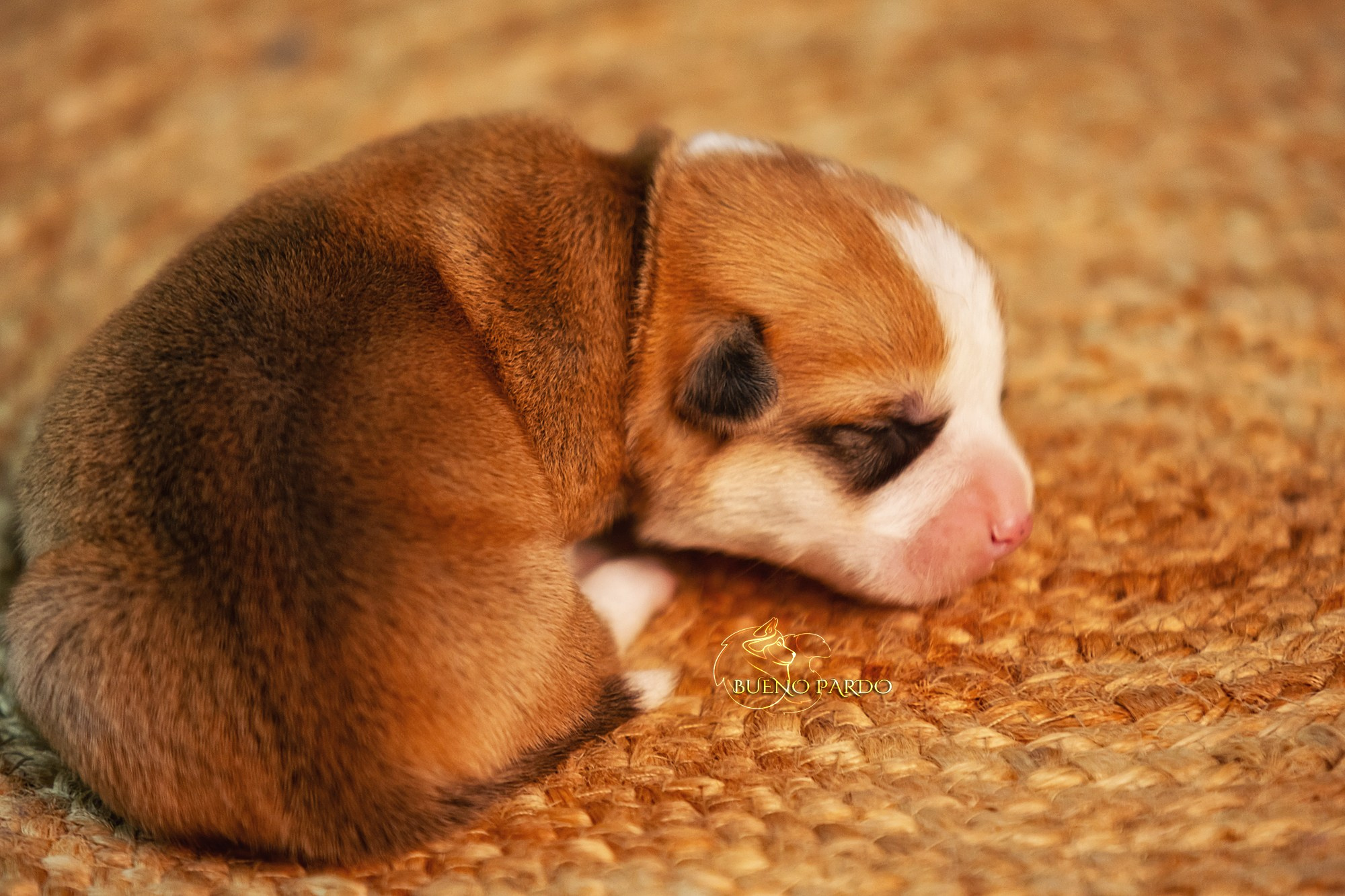 Щенки вельш корги пемброк из питомника. Питомник собак Акита, Хаски, Корги