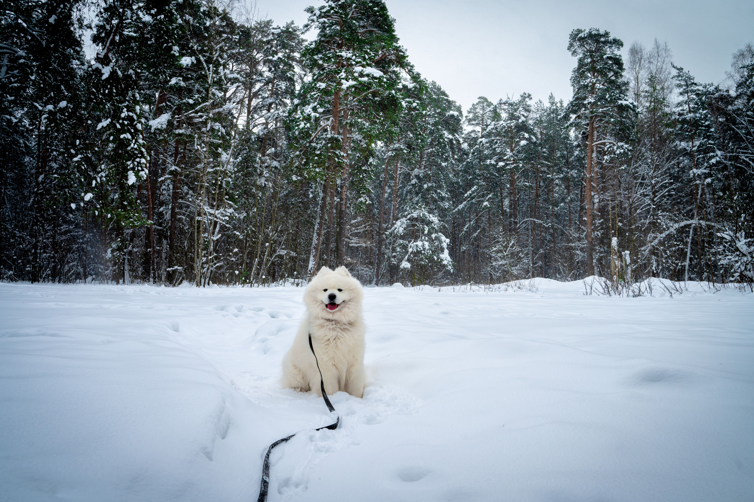 Прогулка с собакой. Зима, лес, Москва. Vadim Nevenglovskii Фотограф в разных жанрах