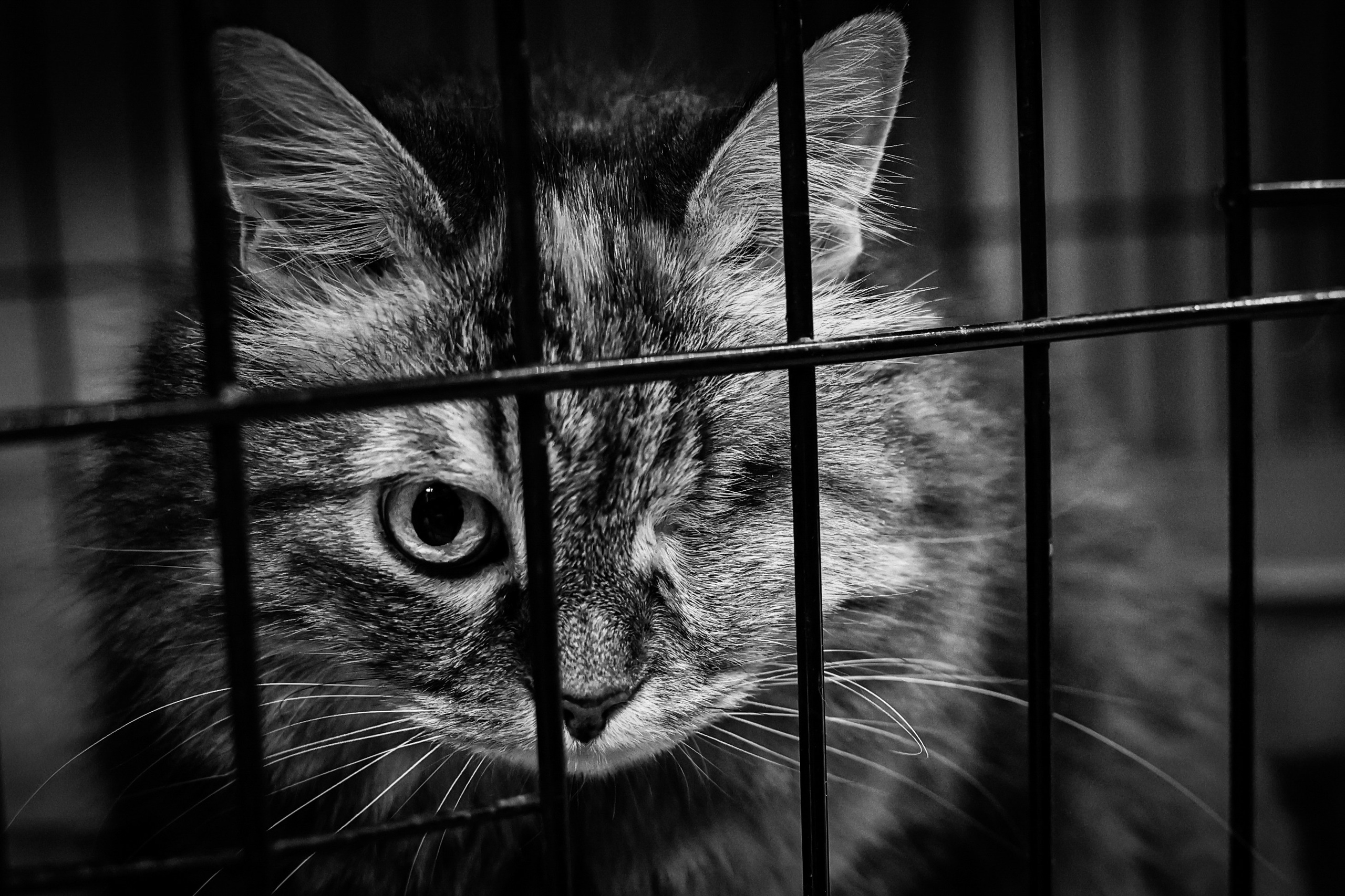 МУР КОША. Ekaterina Ageeva