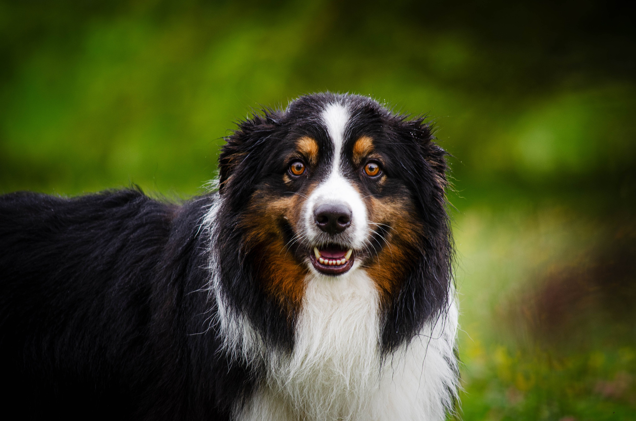 Арья и Оззи. Фотограф Светлана Блинова, Москва и Московская область