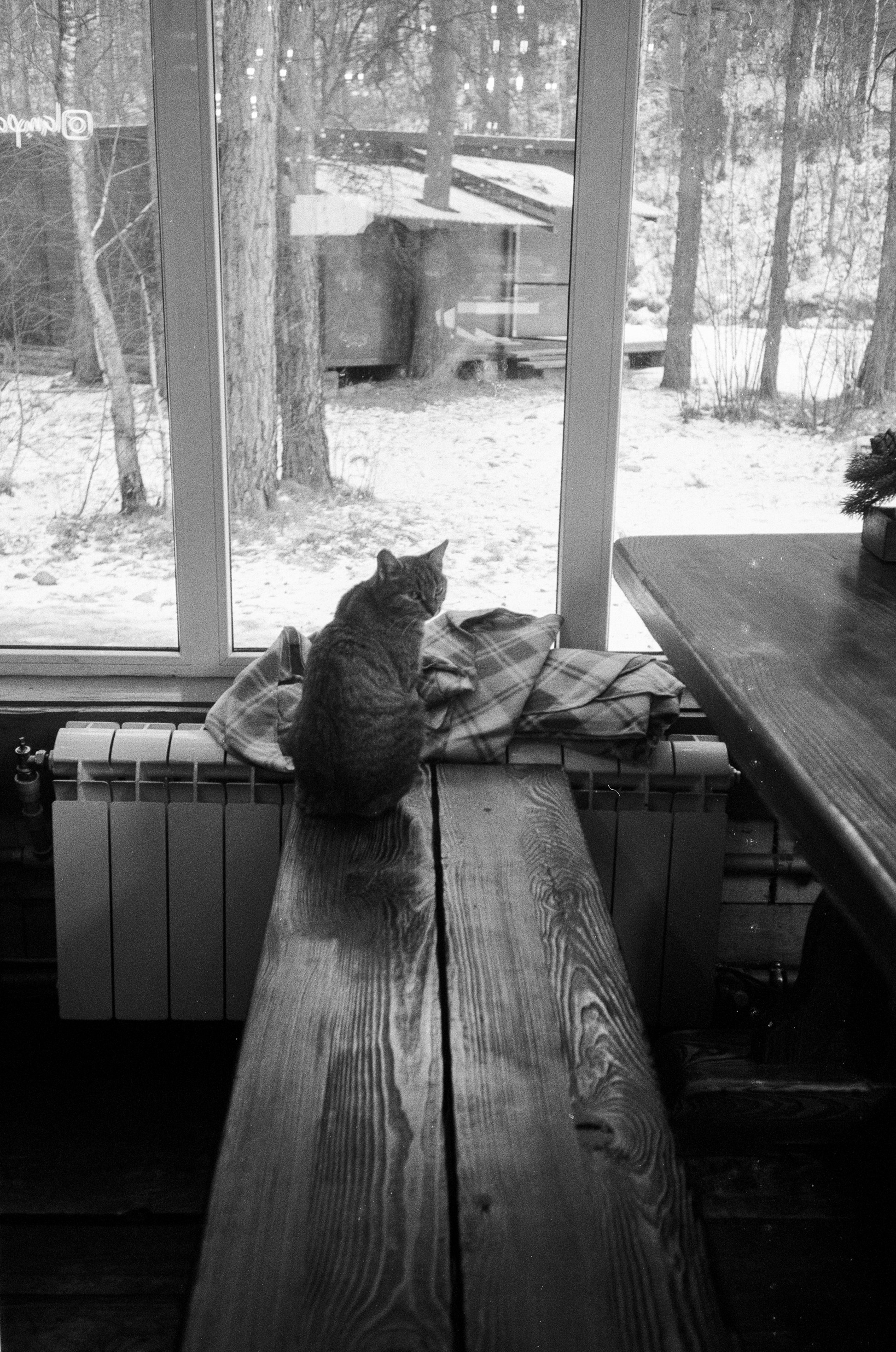 Olympus AF-10 SUPER / Ilford PAN 400 / Алтай, зима 2023 год