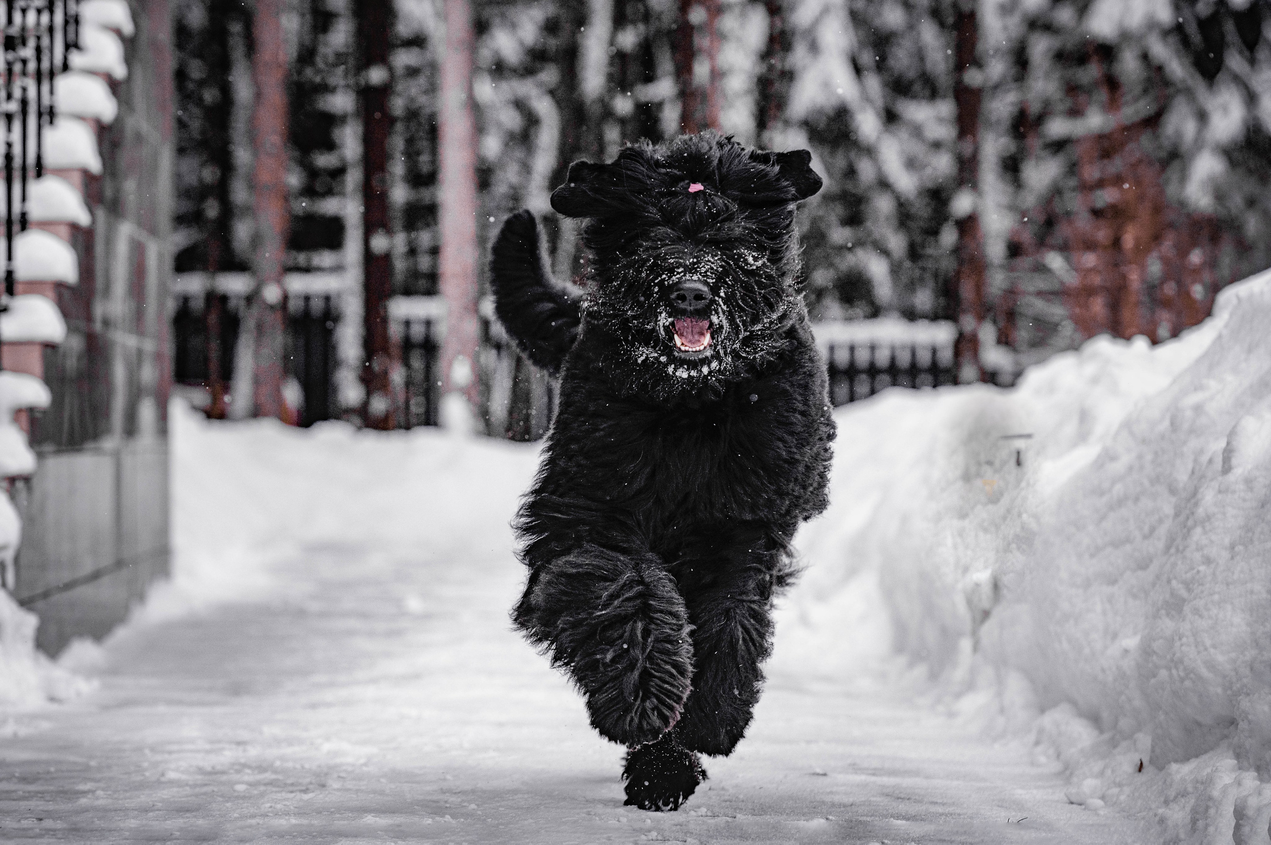 Клео. Фотограф-анималист