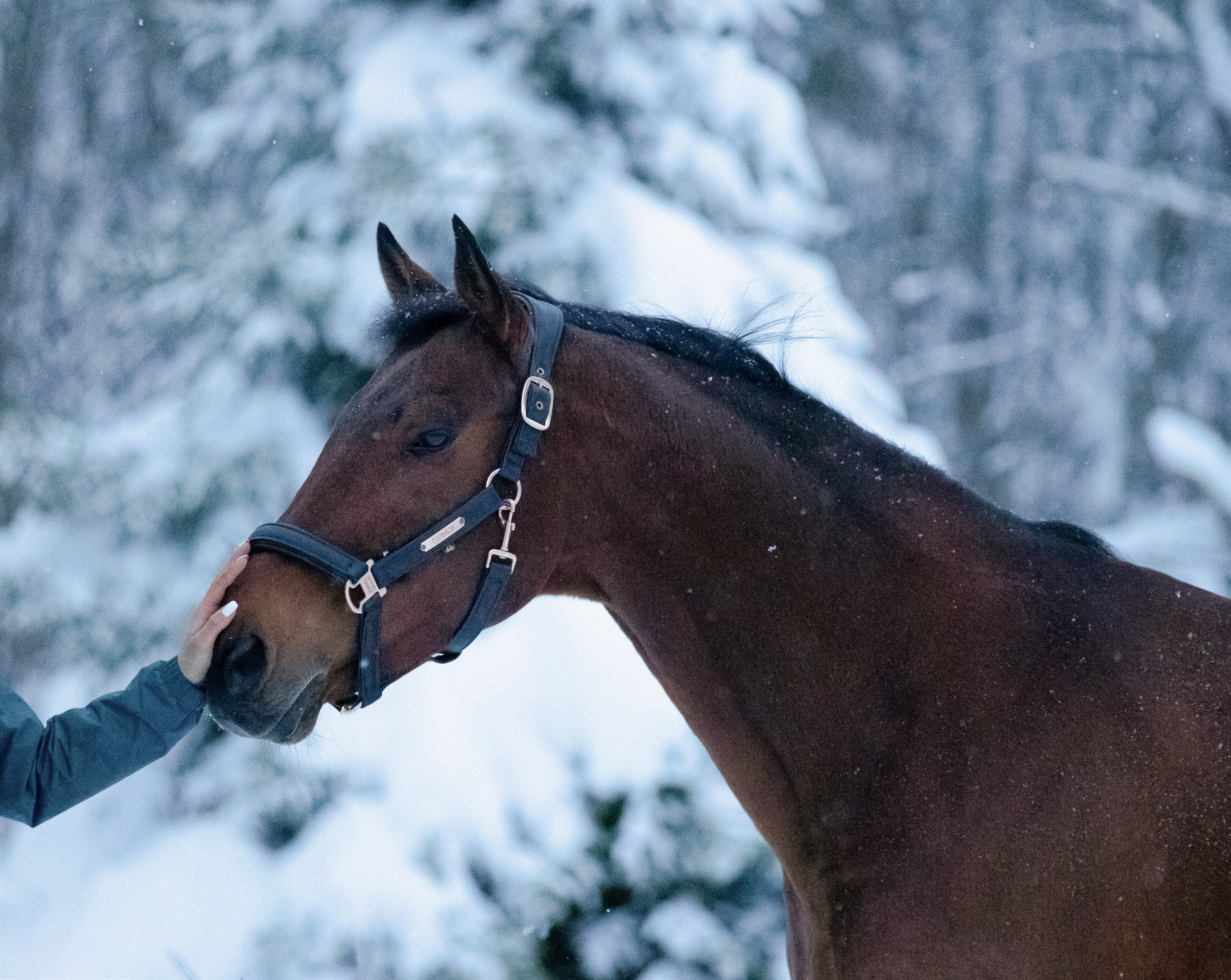 Браво. Фотограф-анималист Смирнова Клеопатра|Москва