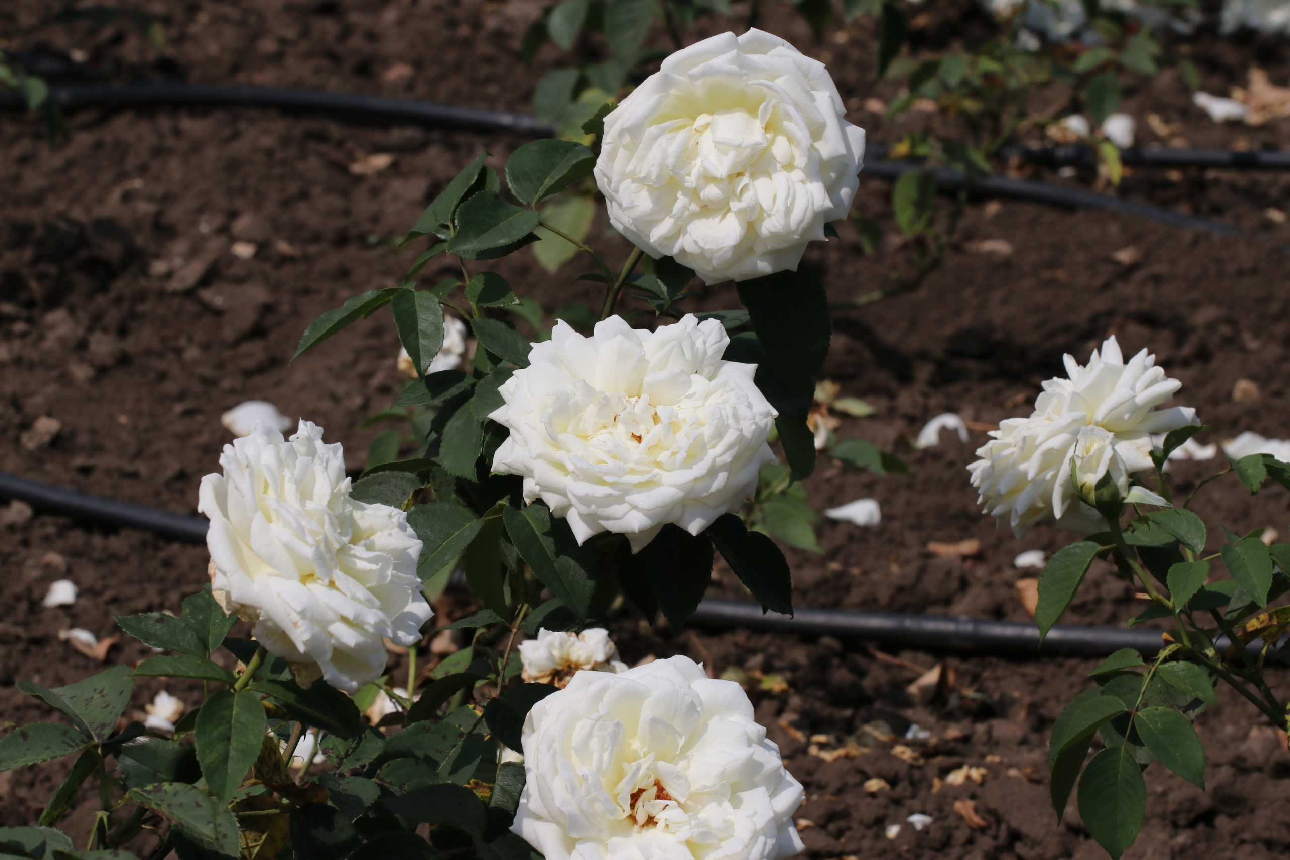 Долина роз в Кисловодске. Фото-художник и Репортажный фотограф Николаев Александр Алексеевич