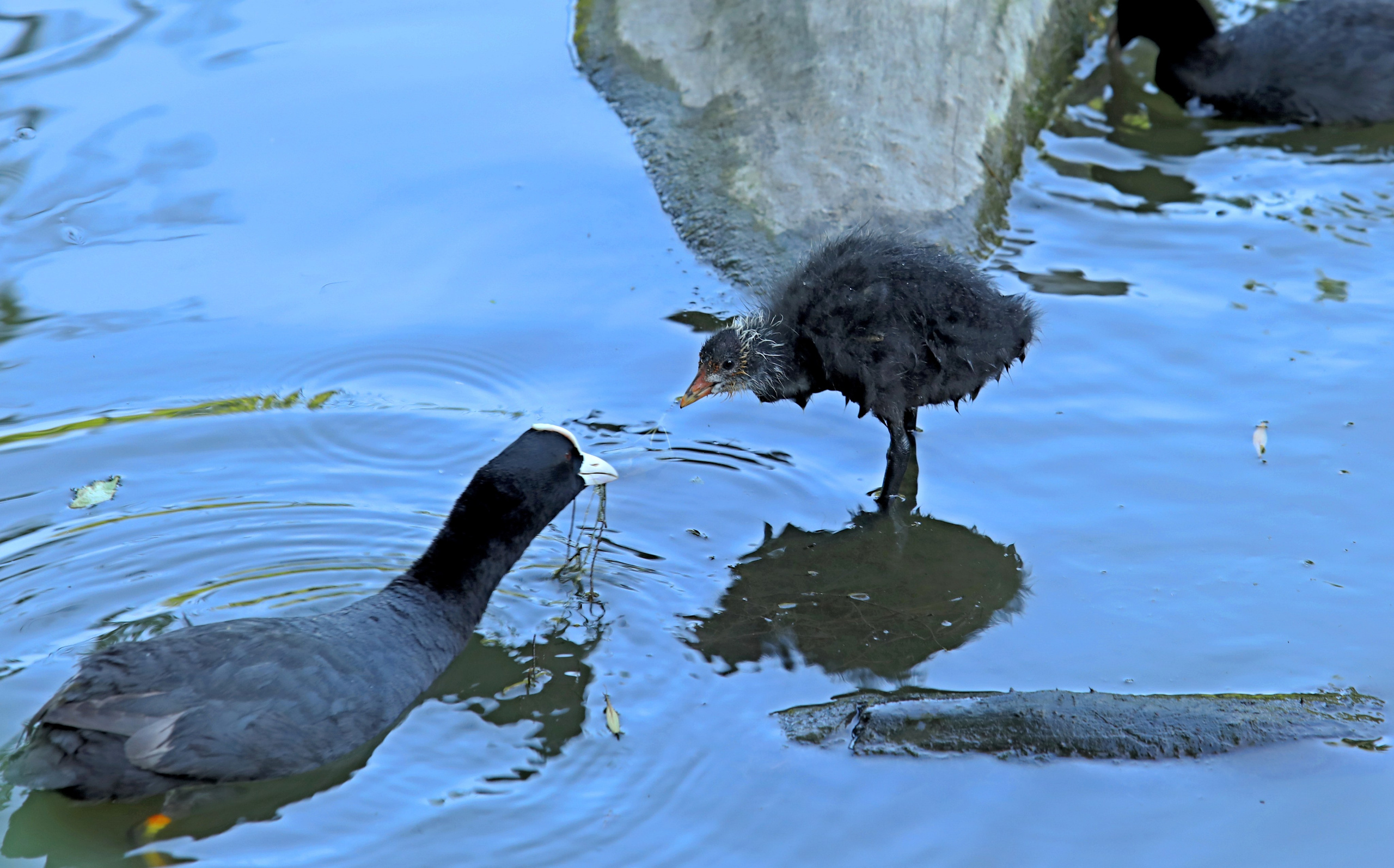 Птицы и животные южного региона. Фото-художник и Репортажный фотограф Николаев Александр Алексеевич