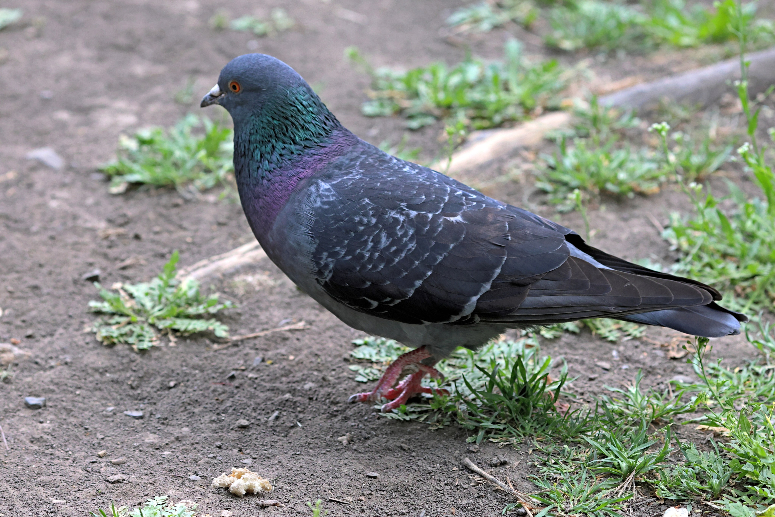 Птицы и животные южного региона. Фото-художник и Репортажный фотограф Николаев Александр Алексеевич