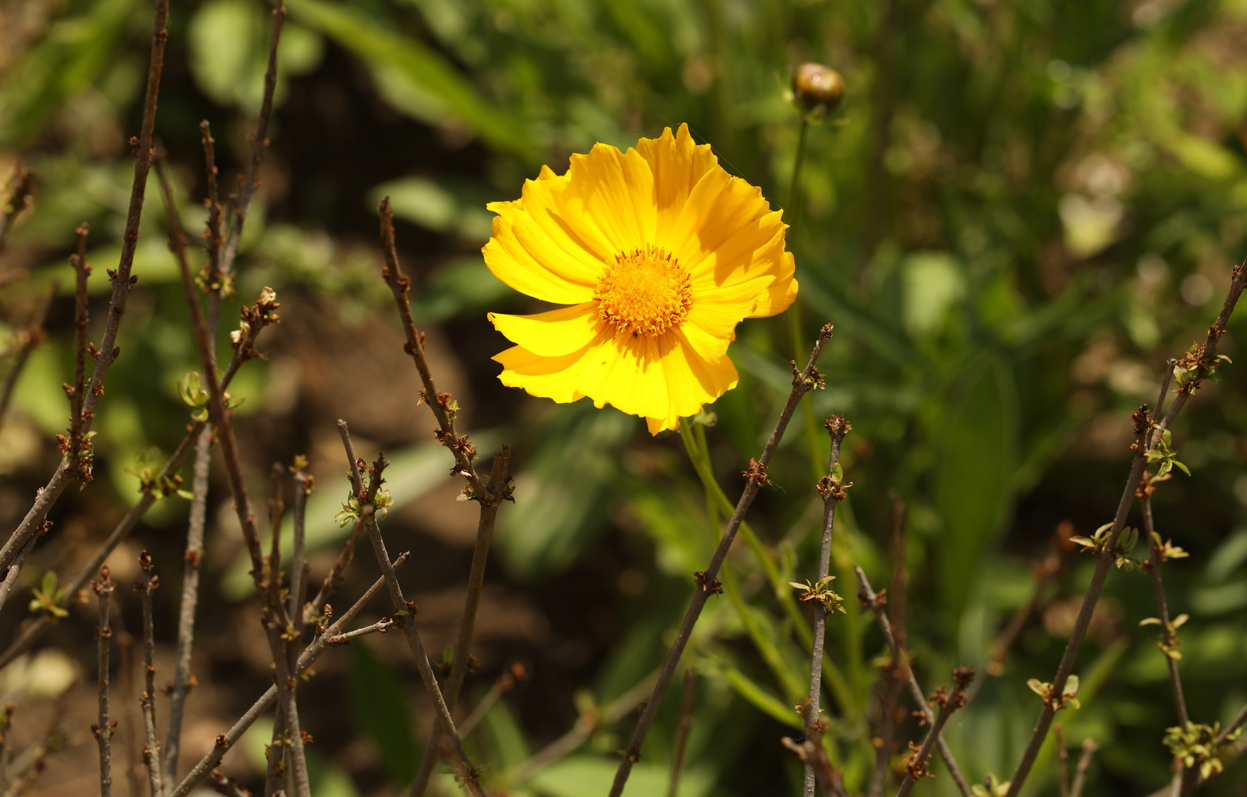 Цветы моего города. Фото-художник и Репортажный фотограф Николаев Александр Алексеевич