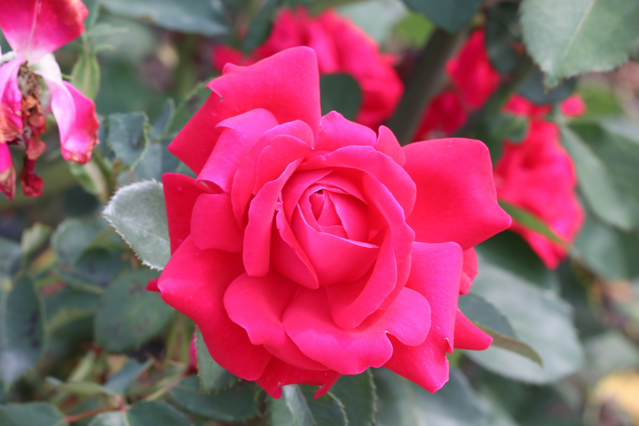 Долина роз в Кисловодске. Фото-художник и Репортажный фотограф Николаев Александр Алексеевич