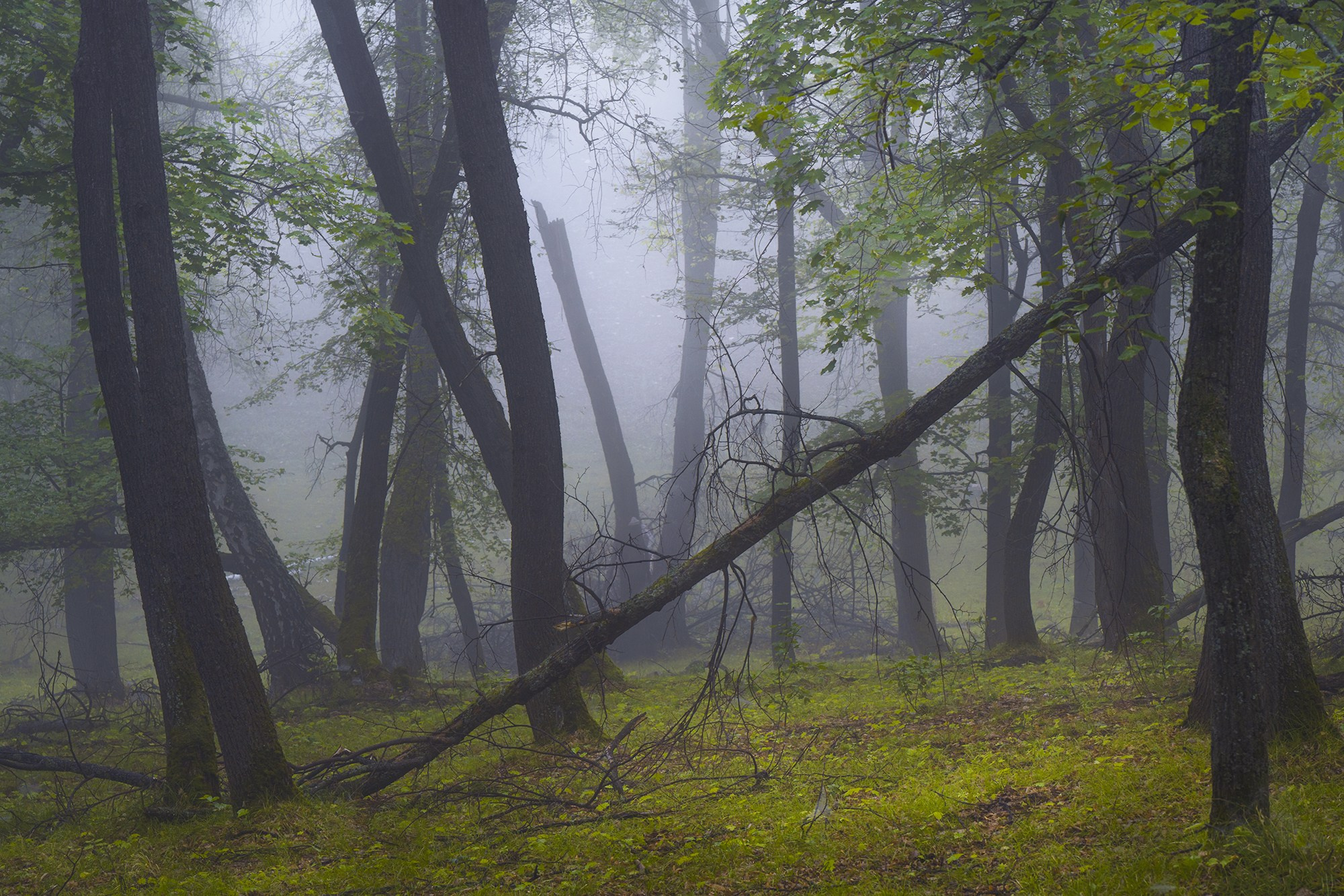 Лето, лес, деревья…. Пейзажный фотограф Руслан Лукманов