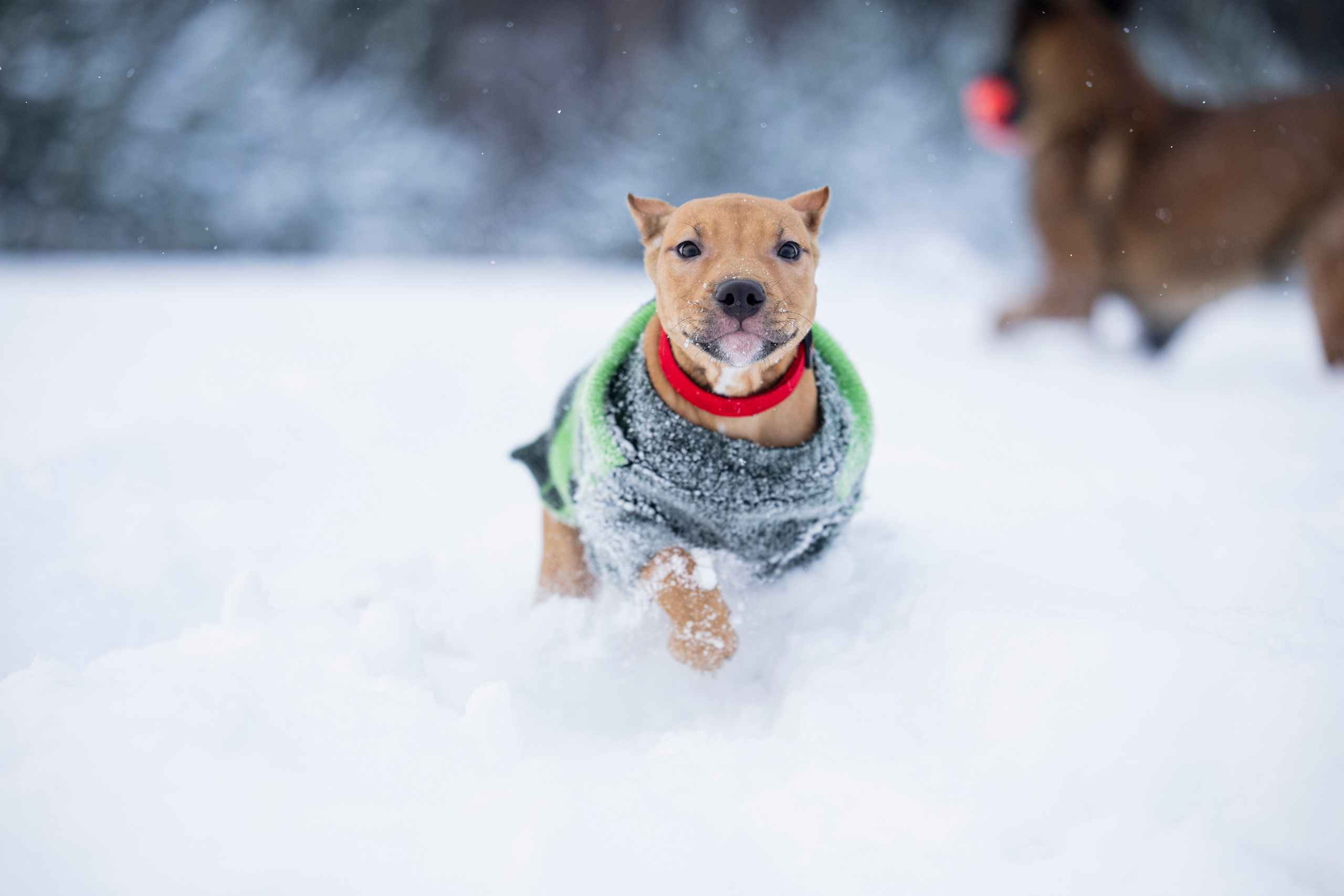 Миура. Фотограф-анималист Анна Маринич