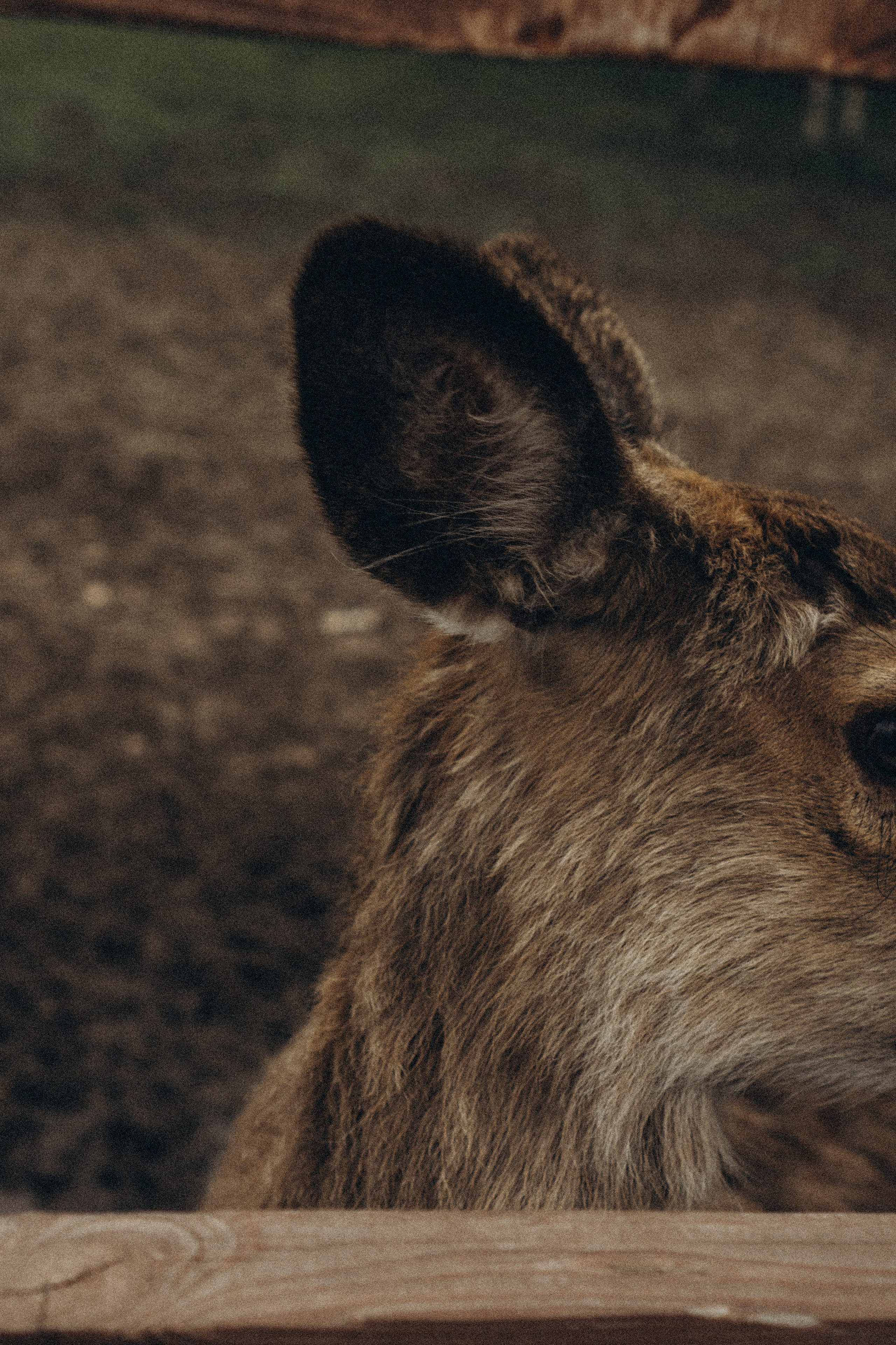 ОЛЕНЬЯ ФЕРМА В ТВЕРИ. Профессиональный фотограф, Санкт-Петербург — Виктория Богомолова
