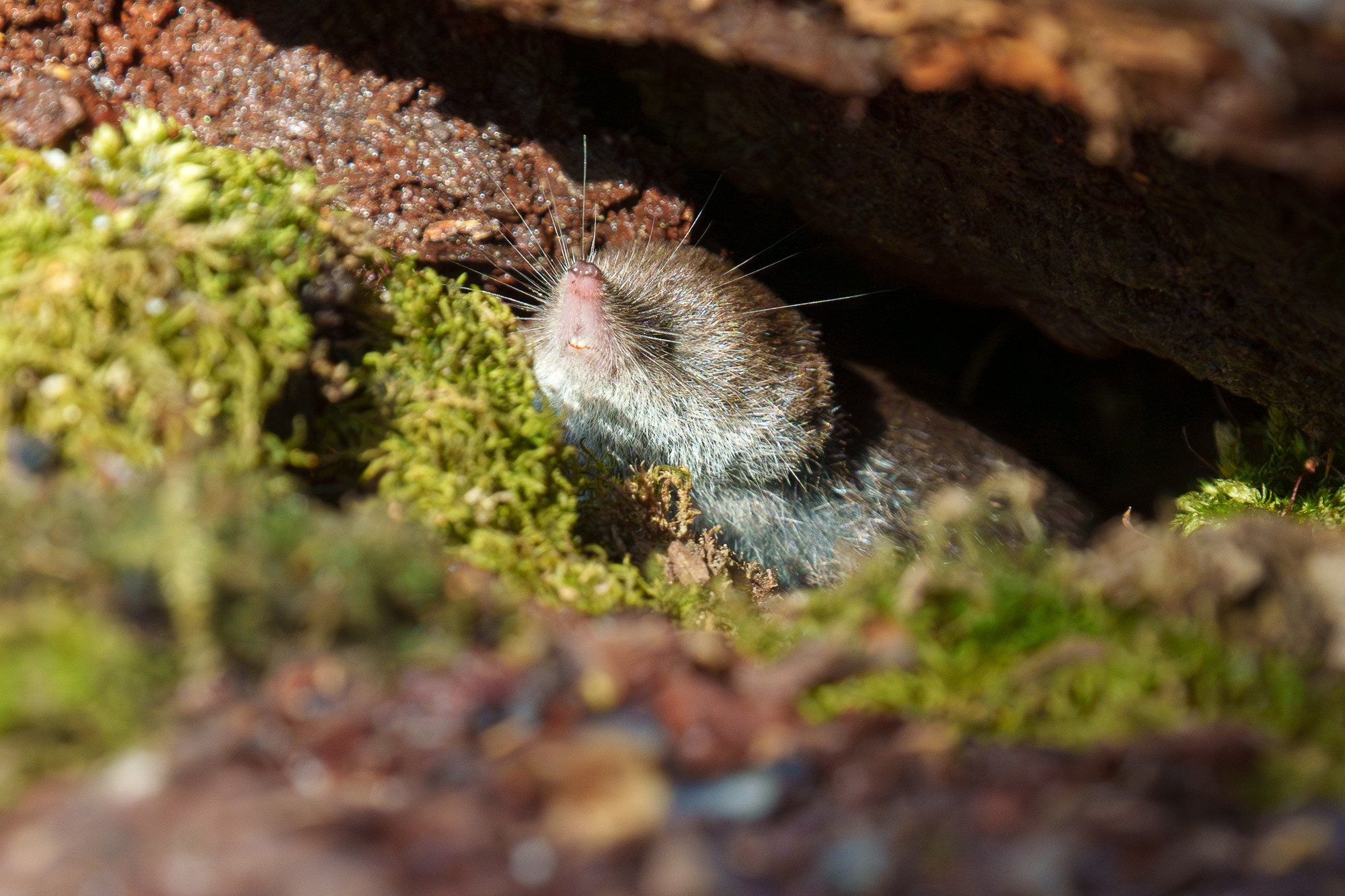 Животные. Ваш личный фотограф Марина Волкова