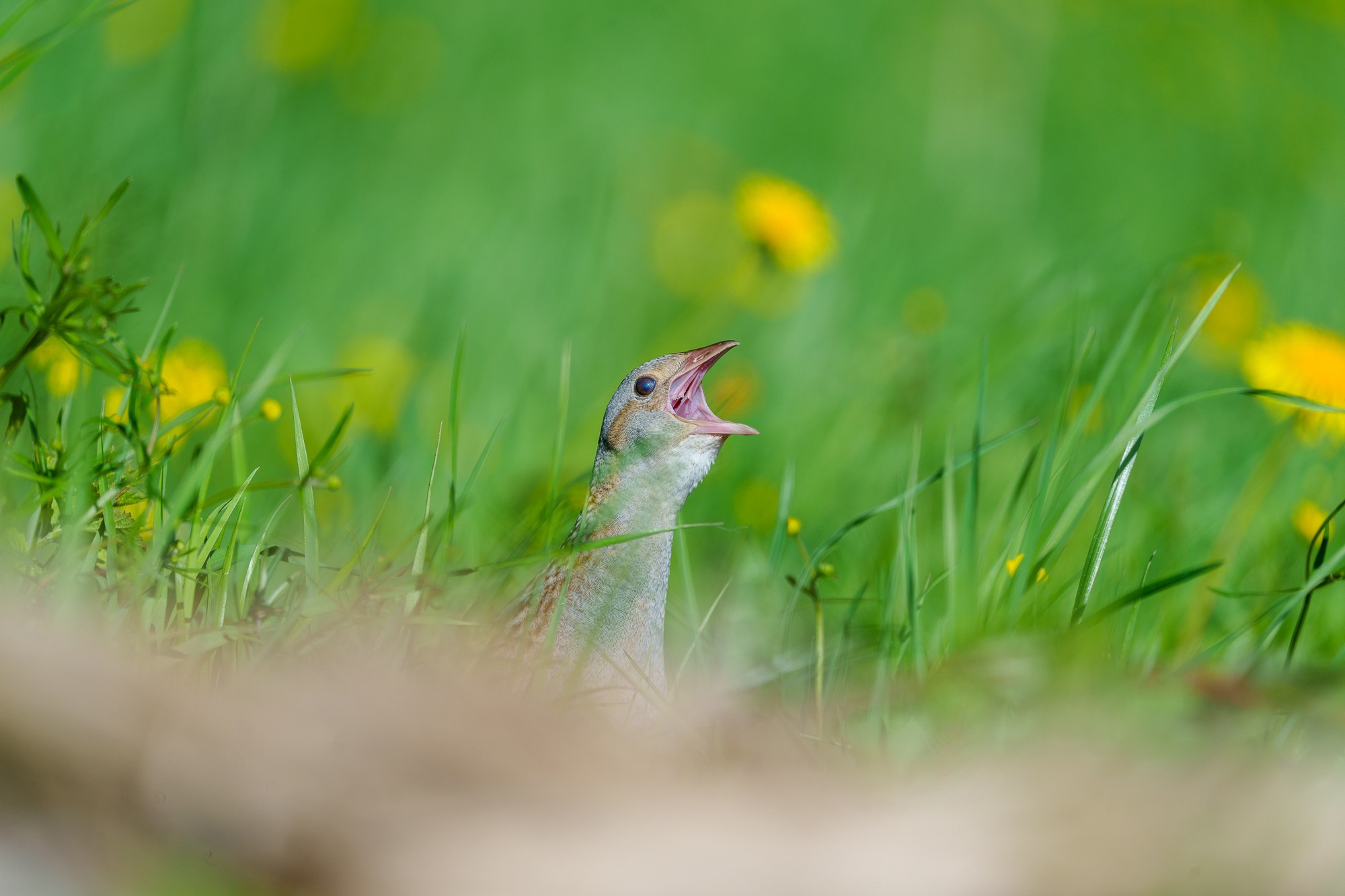 Удивительные мир птиц. Вокруг нас столько прекрасного — присмотритесь!. Ваш личный фотограф Марина Волкова
