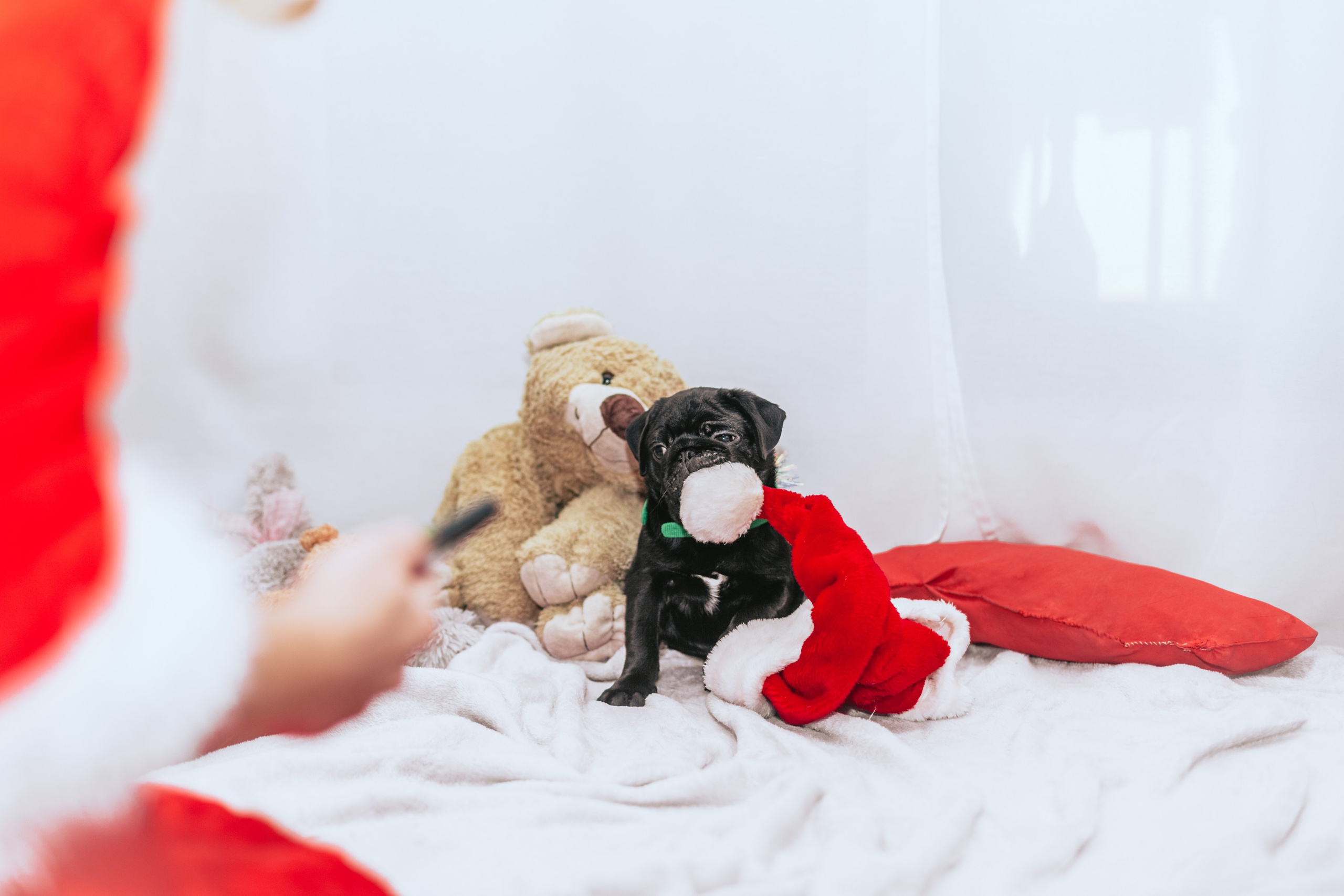 Домашняя фотосессия Оли и двух ее мопсов. Фотограф-анималист Татьяна Степанова