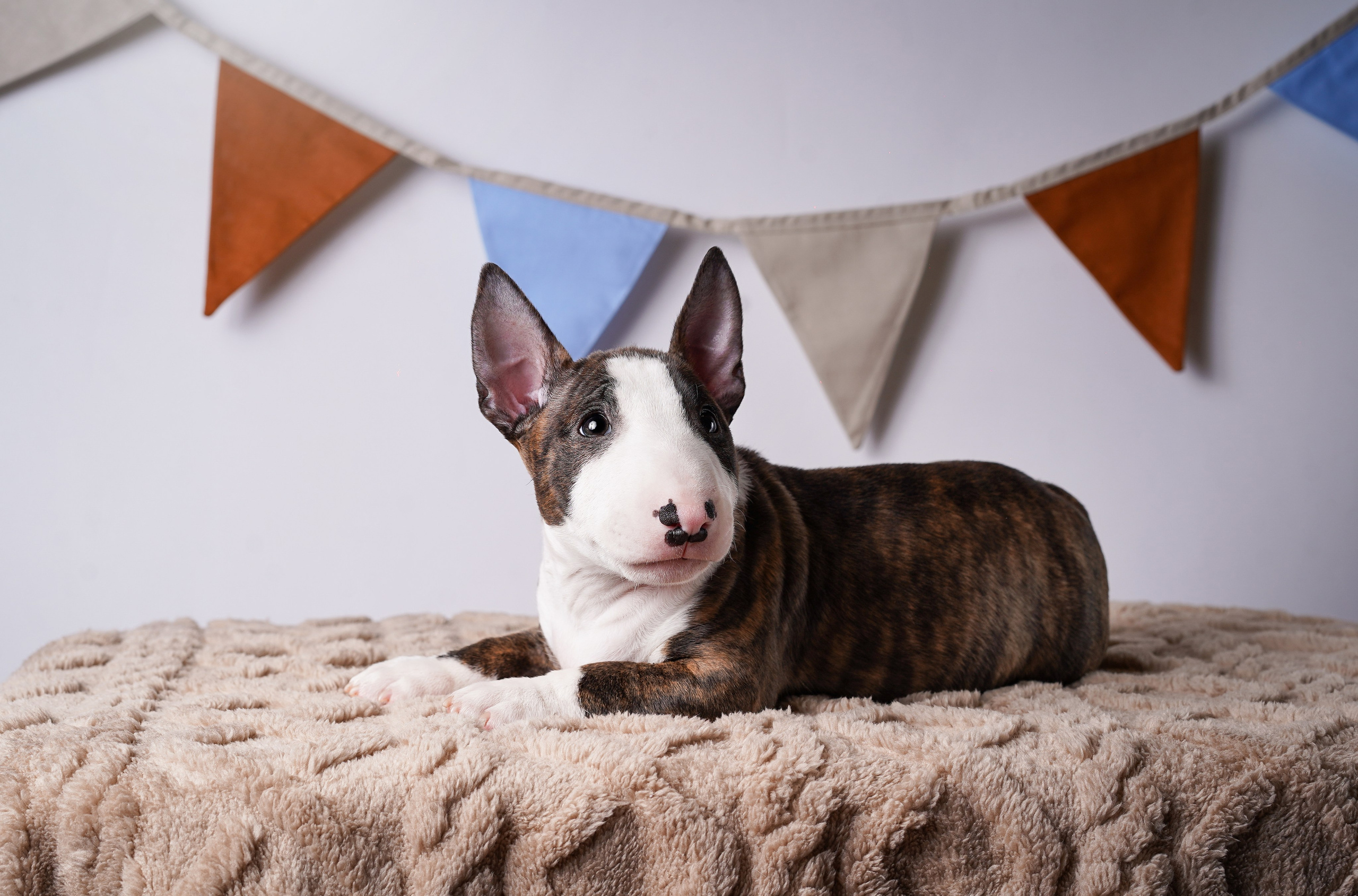 Щенки минибультерьера. Фотограф-анималист в Санкт-Петербурге Яна Мартынова