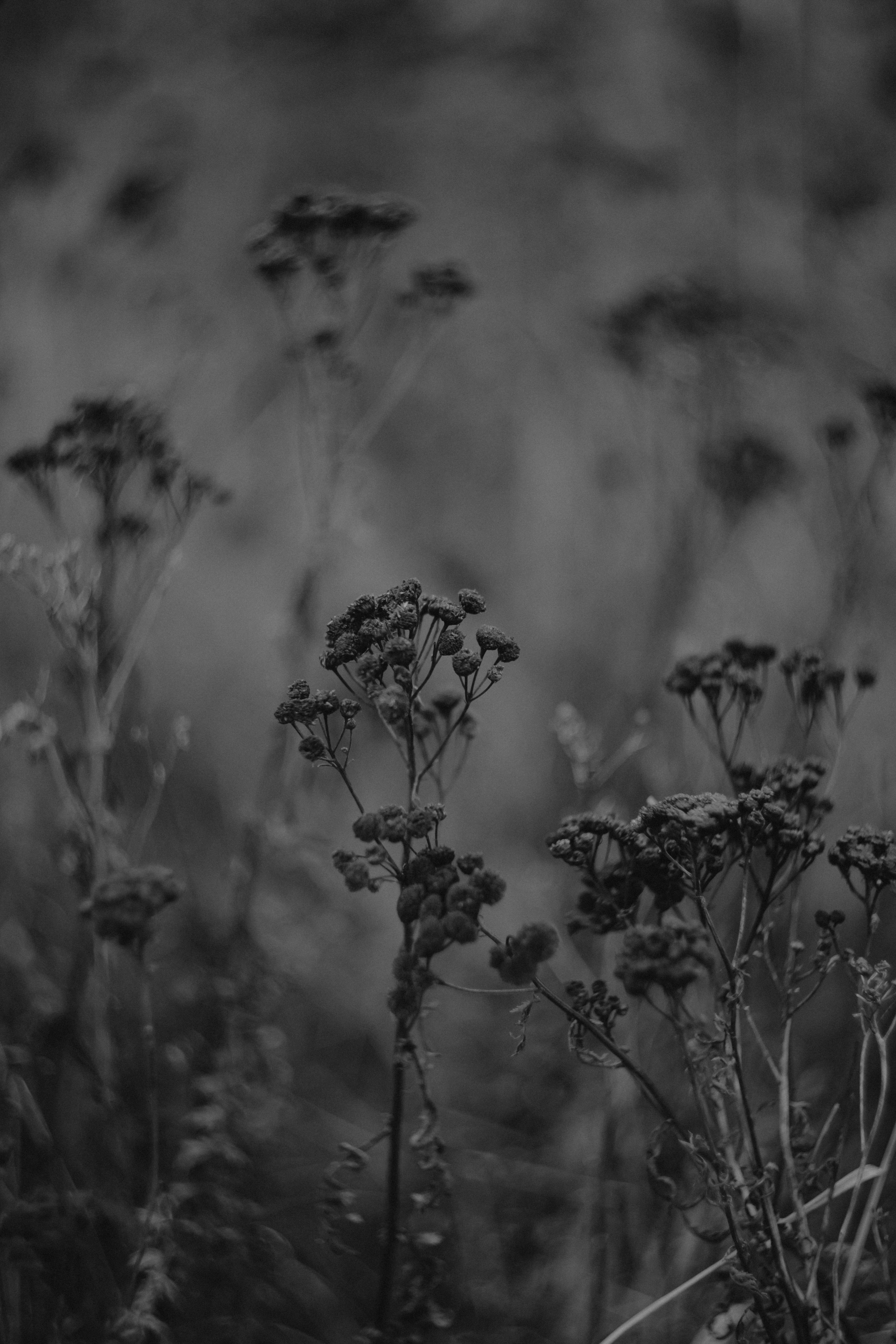 Диана и Антон. Свадебный и семейный фотограф Женя Добрянская в Нижнем Новгороде