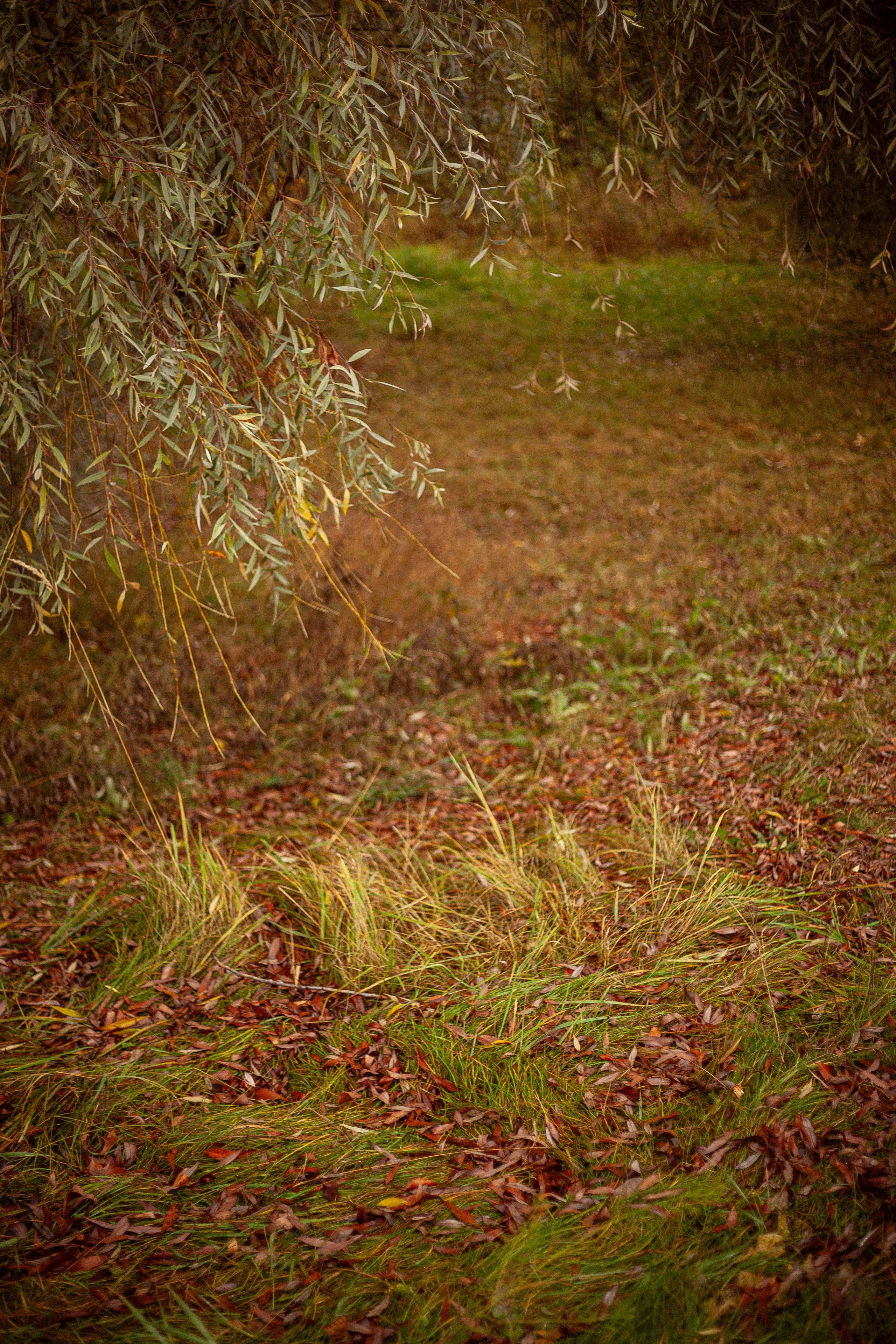 Осенняя серия. Фотограф в Москве. Екатерина Митина