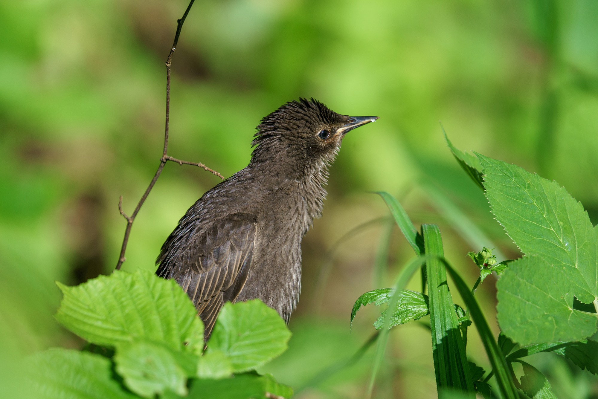 Удивительные мир птиц. Вокруг нас столько прекрасного — присмотритесь!. Ваш личный фотограф Марина Волкова