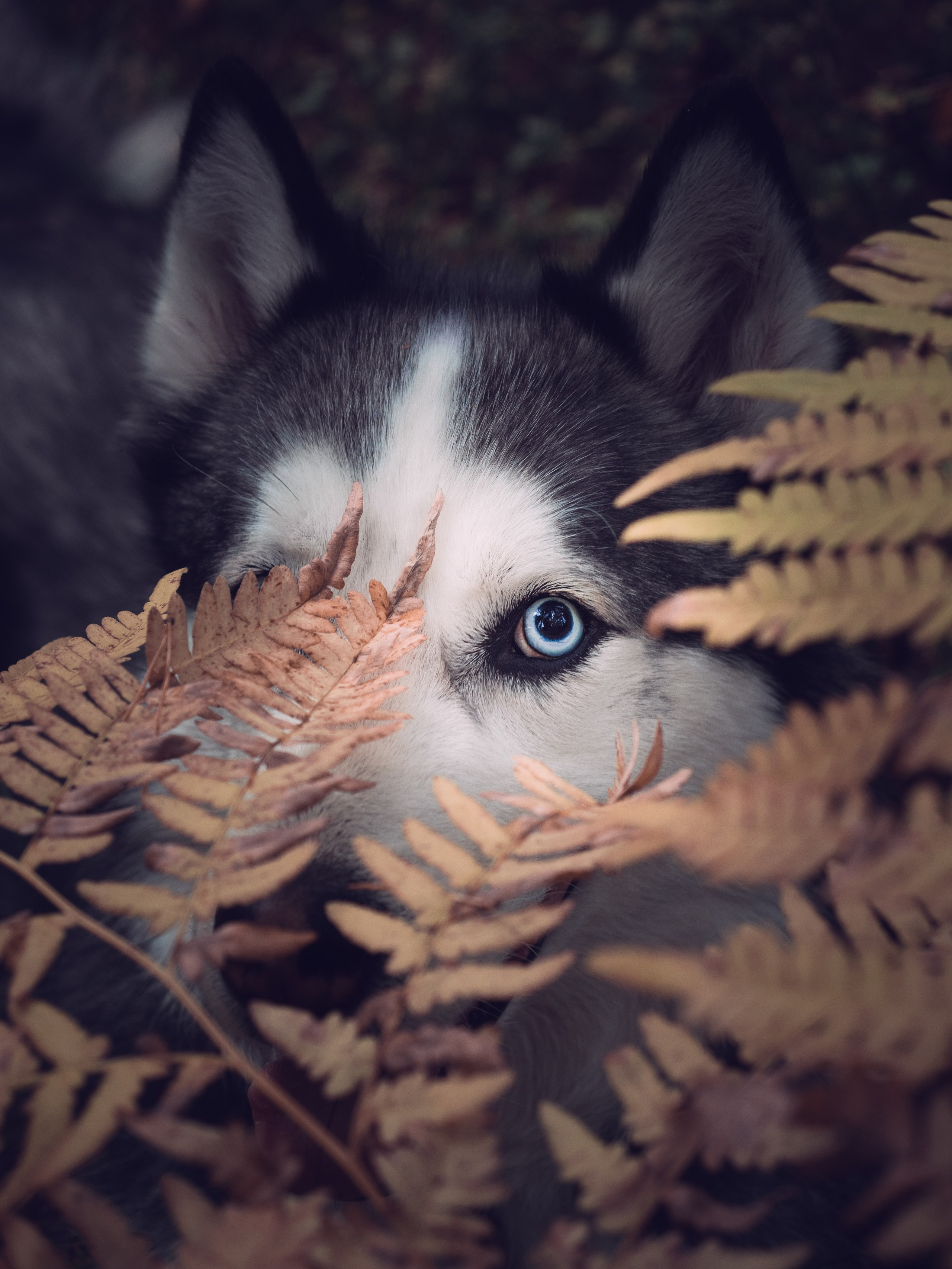 Прогулка. Фотограф животных и людей в Санкт-Петербурге Дарья Быстрицкая