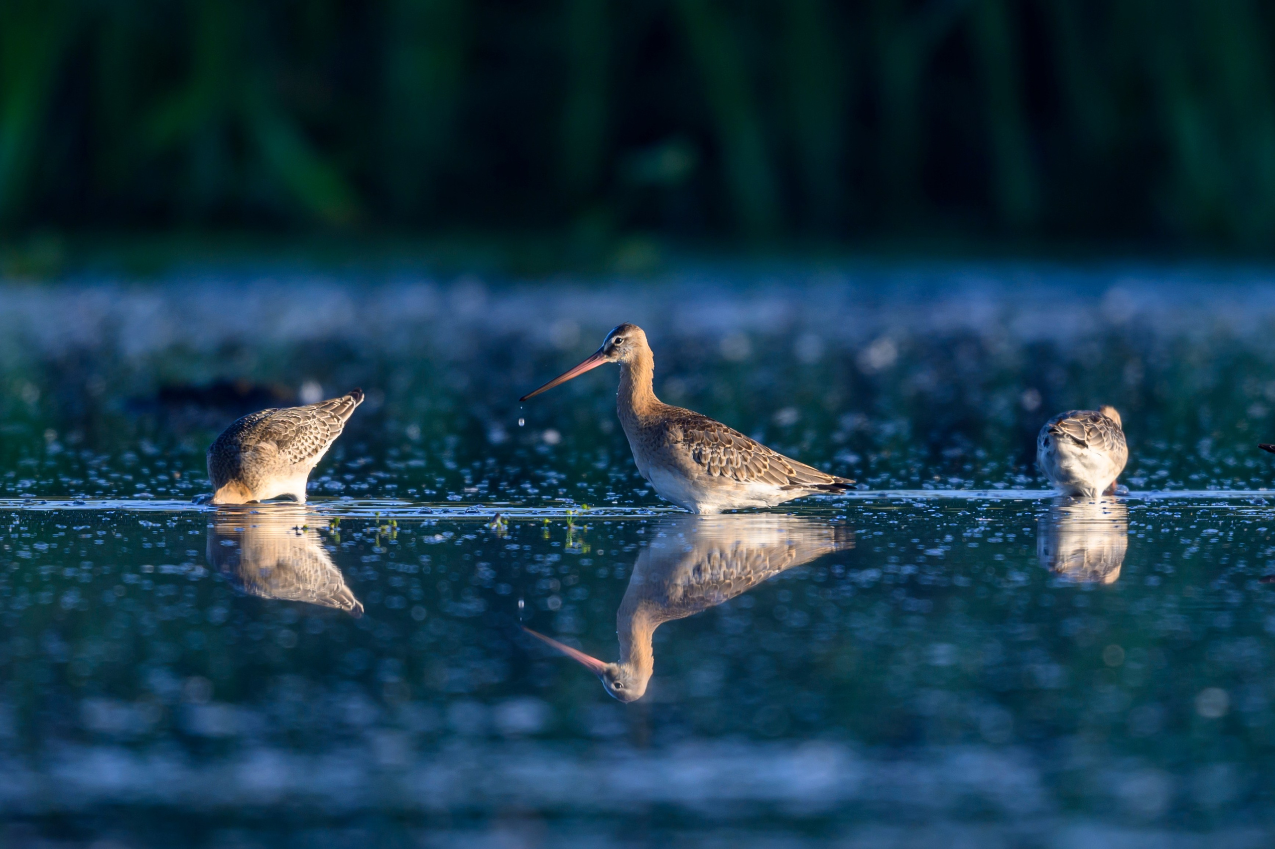 Большой веретенник. Black-tailed Godwit. Фотограф Сергей Пупонин