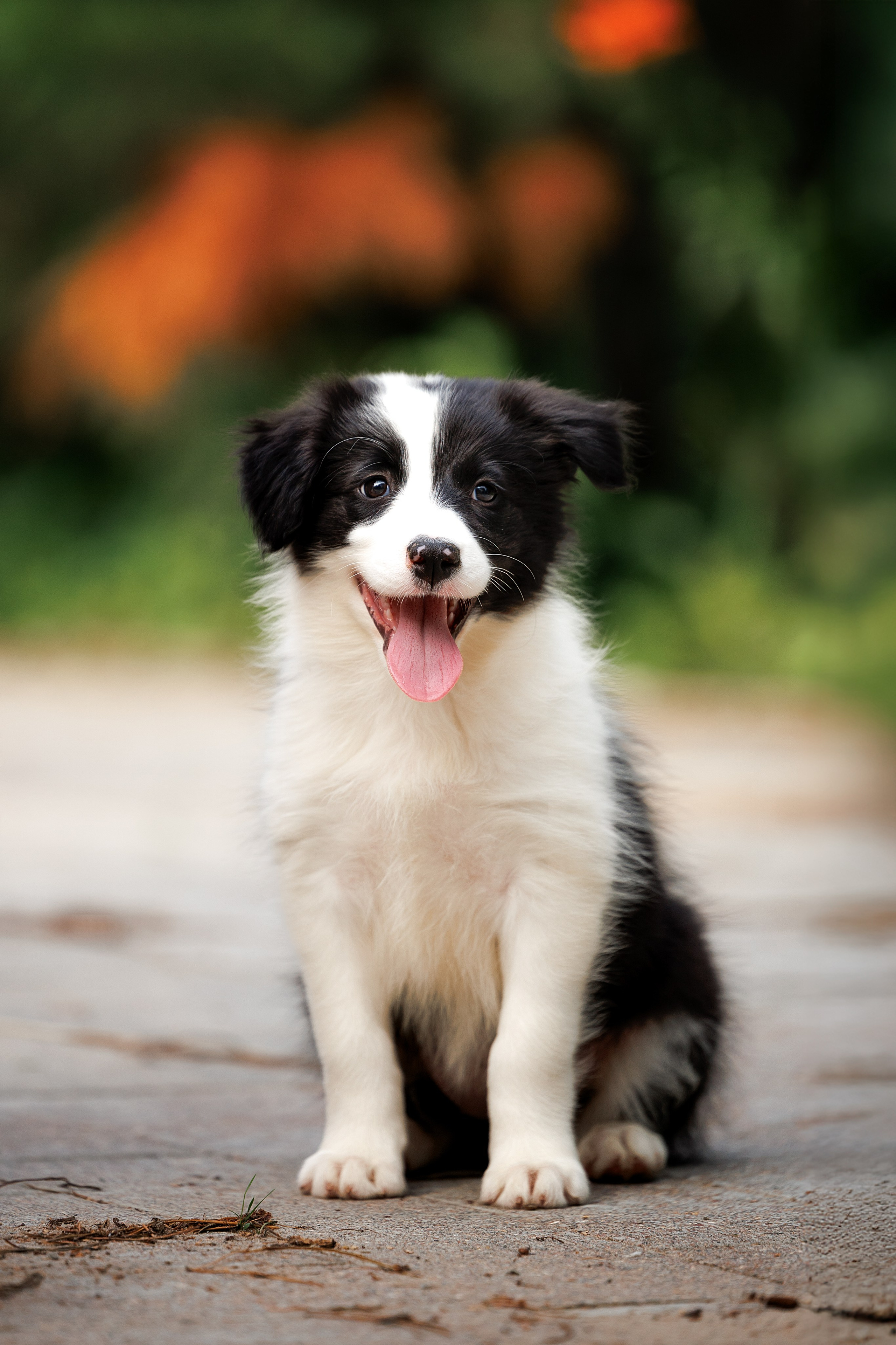 Портфолио: Фотосъёмка щенков в Москве и области — трогательные моменты. Фотограф-анималист и бренд-фотограф в Москве | Фотография собак, людей, бизнес-портрет