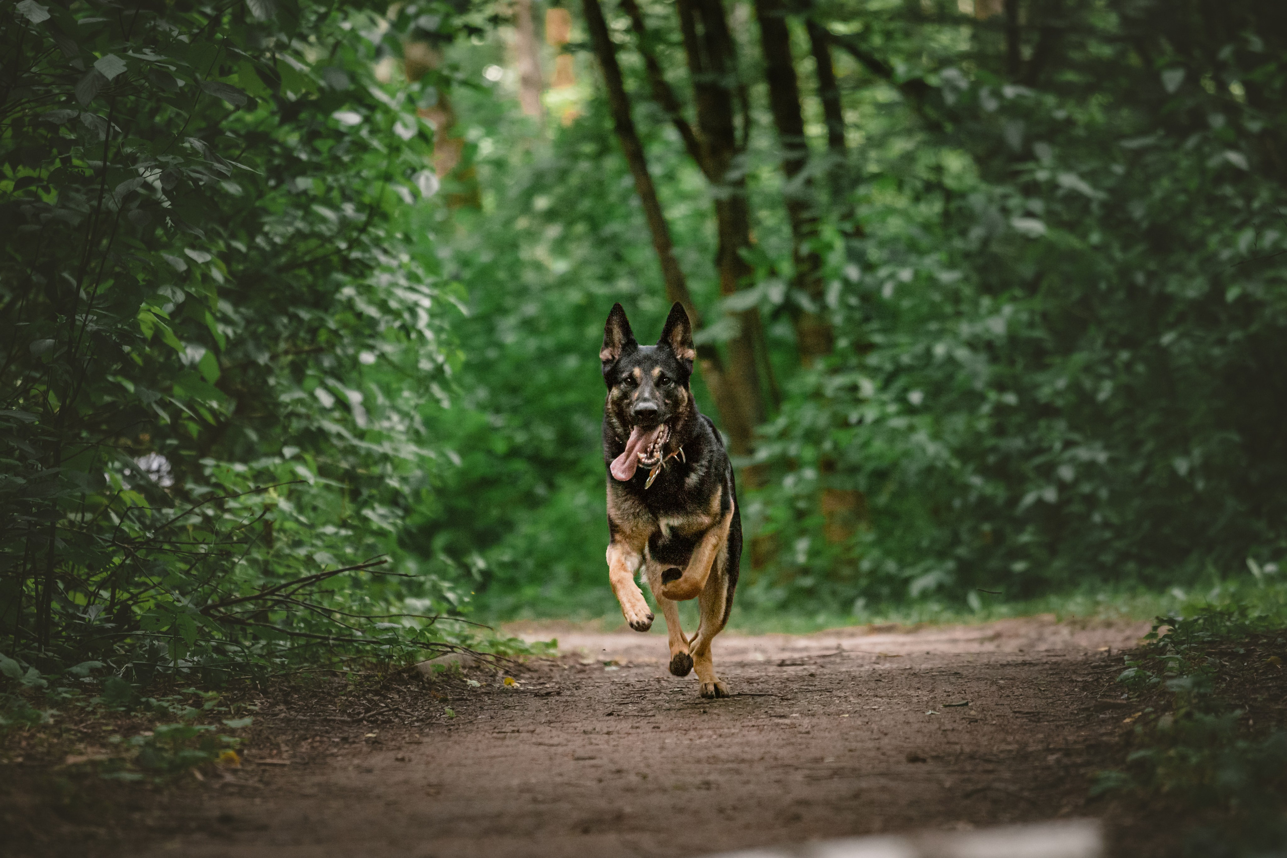 Лесная летняя фотопрогулка. Фотограф-анималист Татьяна Степанова