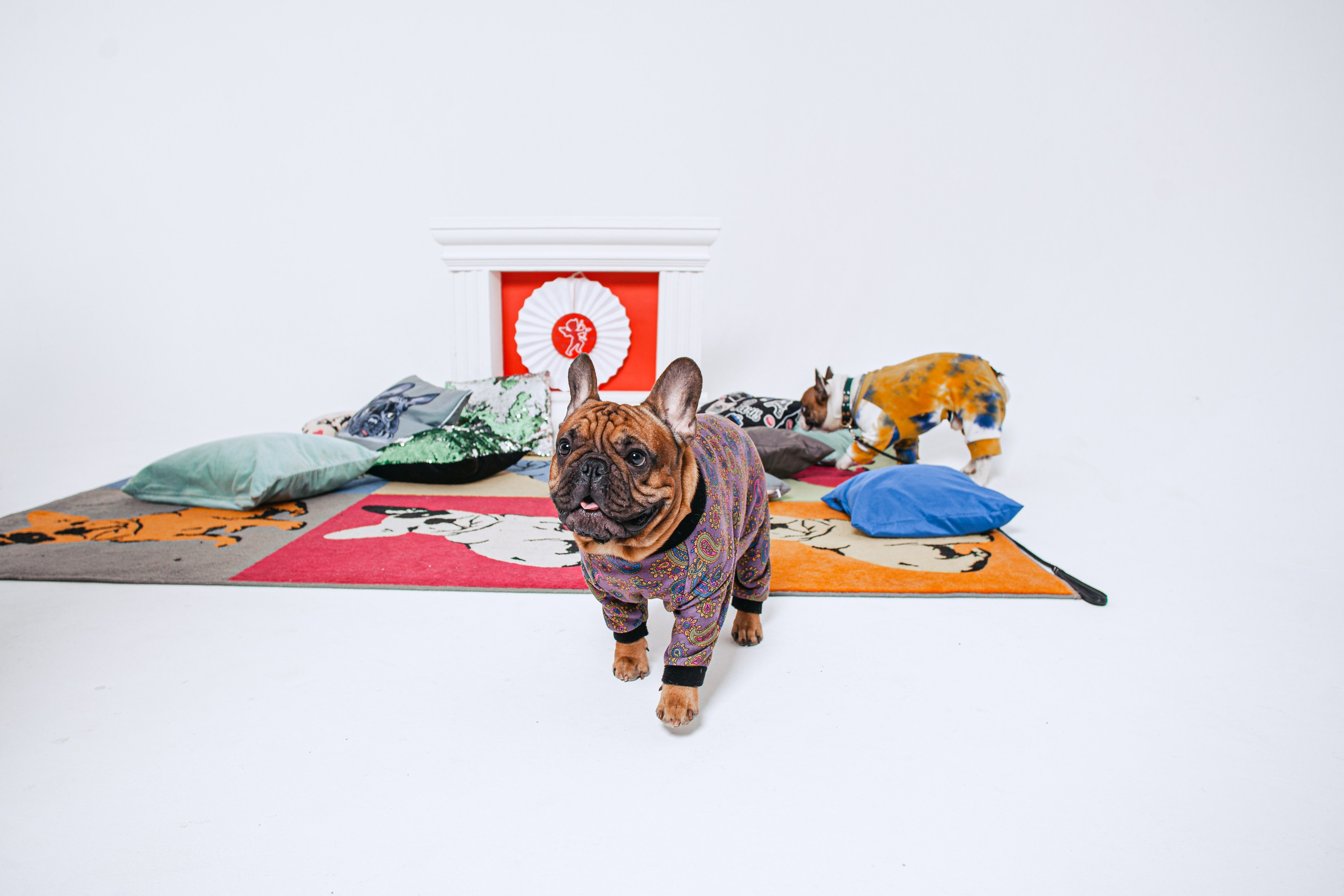 Пижамная вечеринка французских бульдогов и их хозяев. Фотограф-анималист Татьяна Степанова