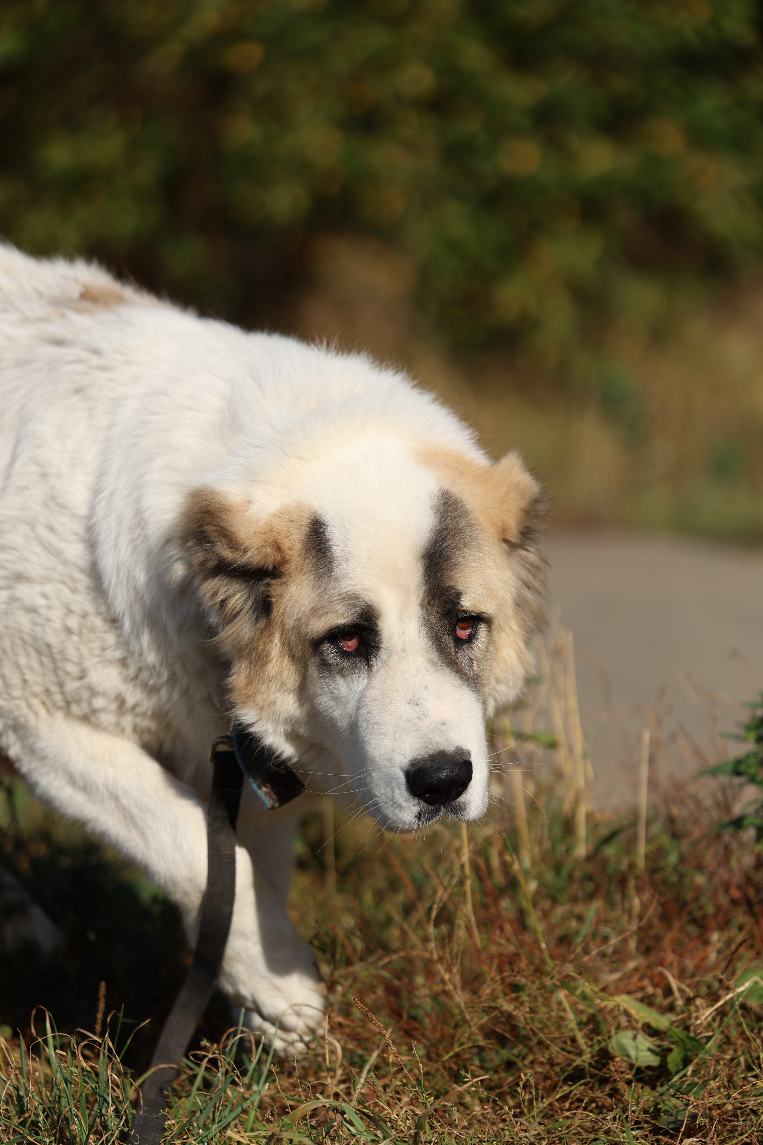 Приют. Виктория Михайловская. Фотограф-анималист. Москва