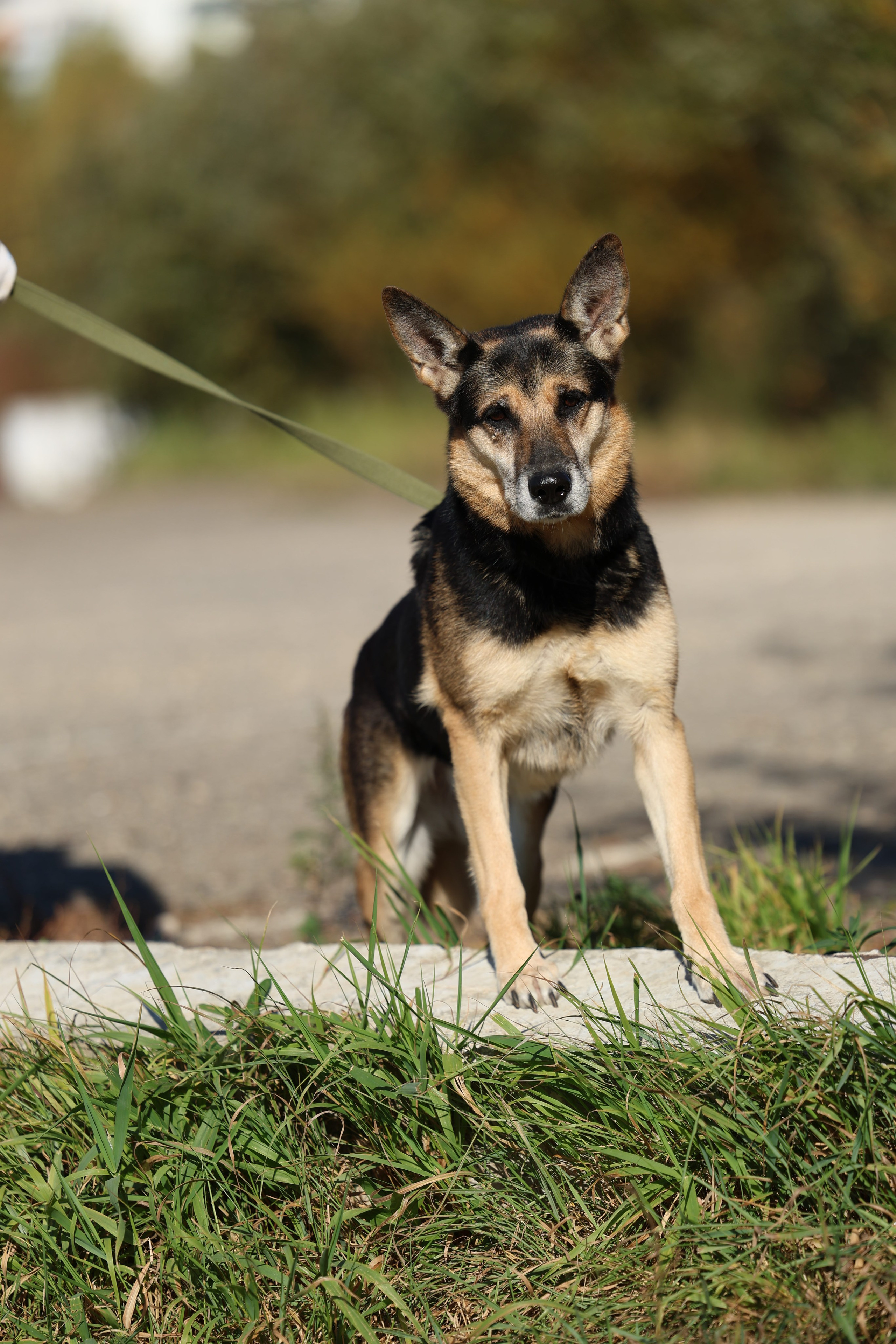 Приют. Виктория Михайловская. Фотограф-анималист. Москва