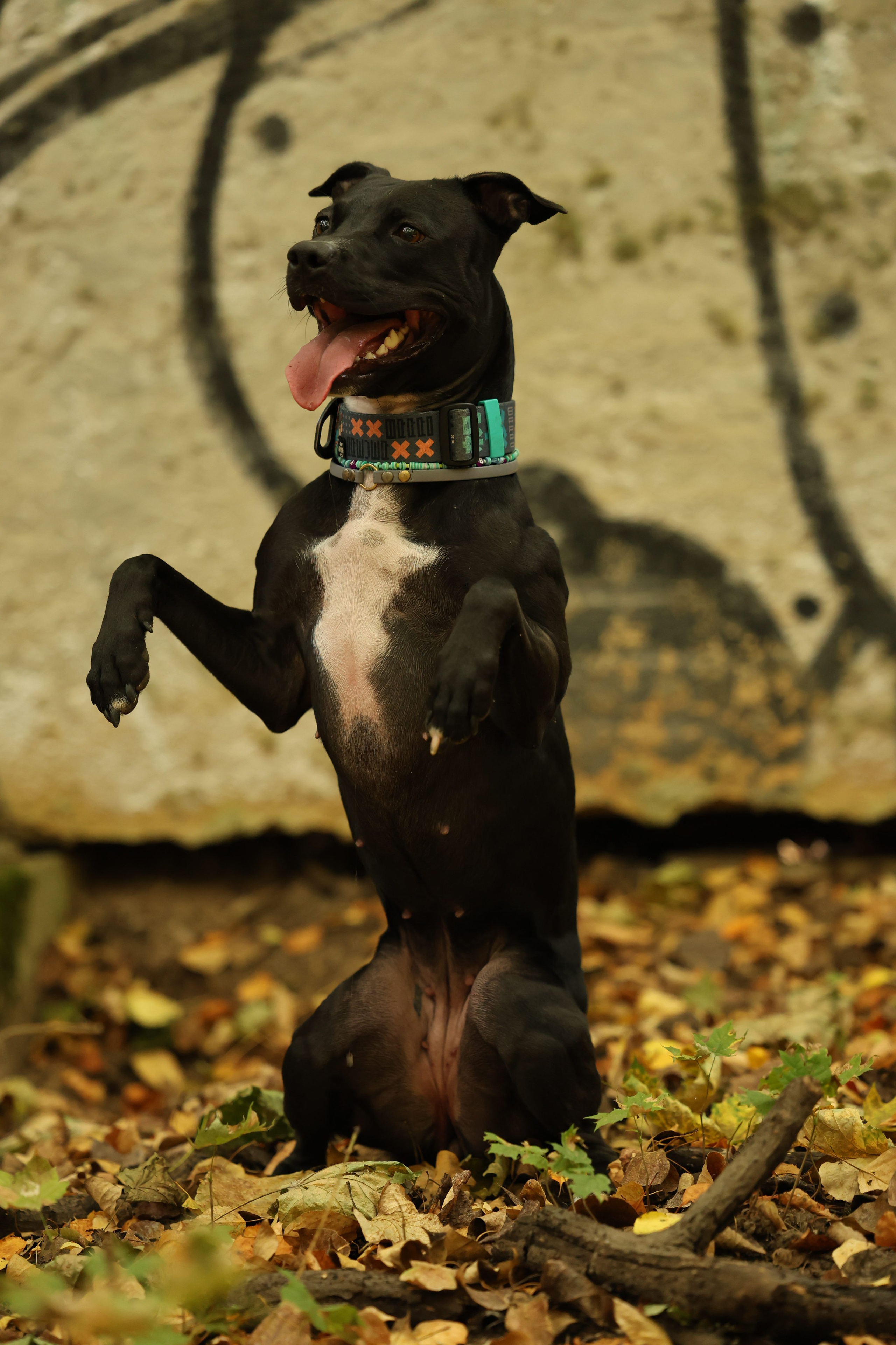 Алена и Бора. Виктория Михайловская. Фотограф-анималист. Москва