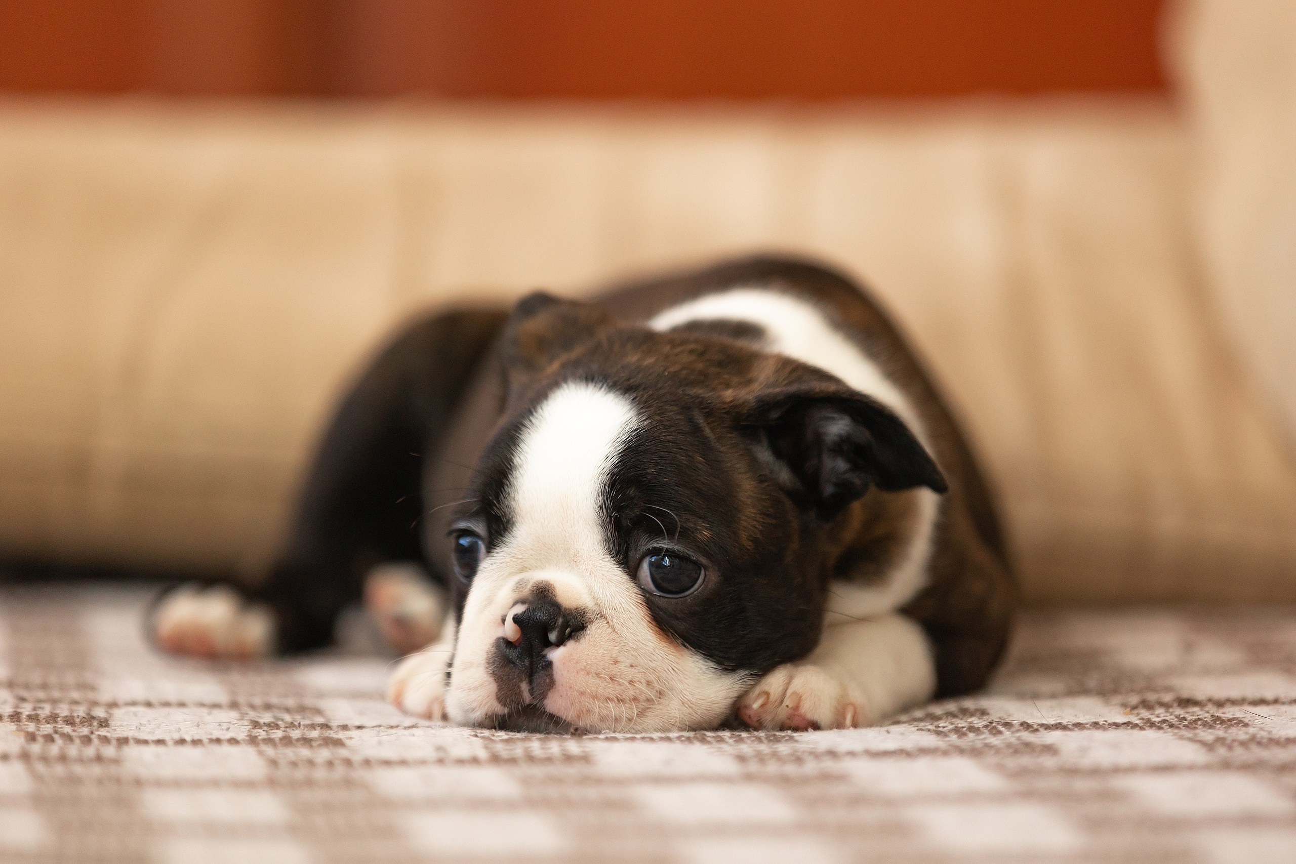 Собаки. Конный фотограф Валынкина Лера