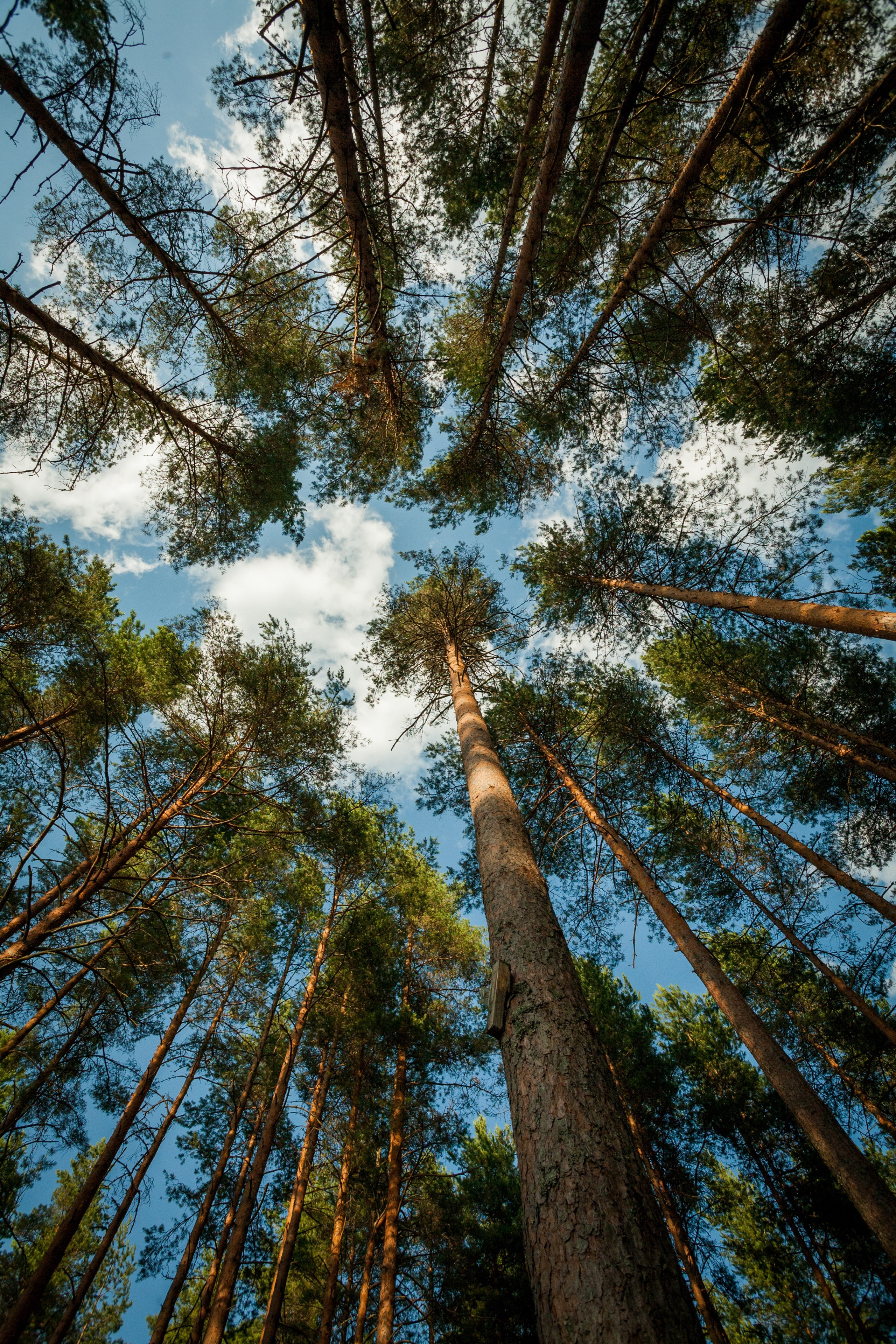 Nature Photos. Commercial photographer | Anton Ermakov