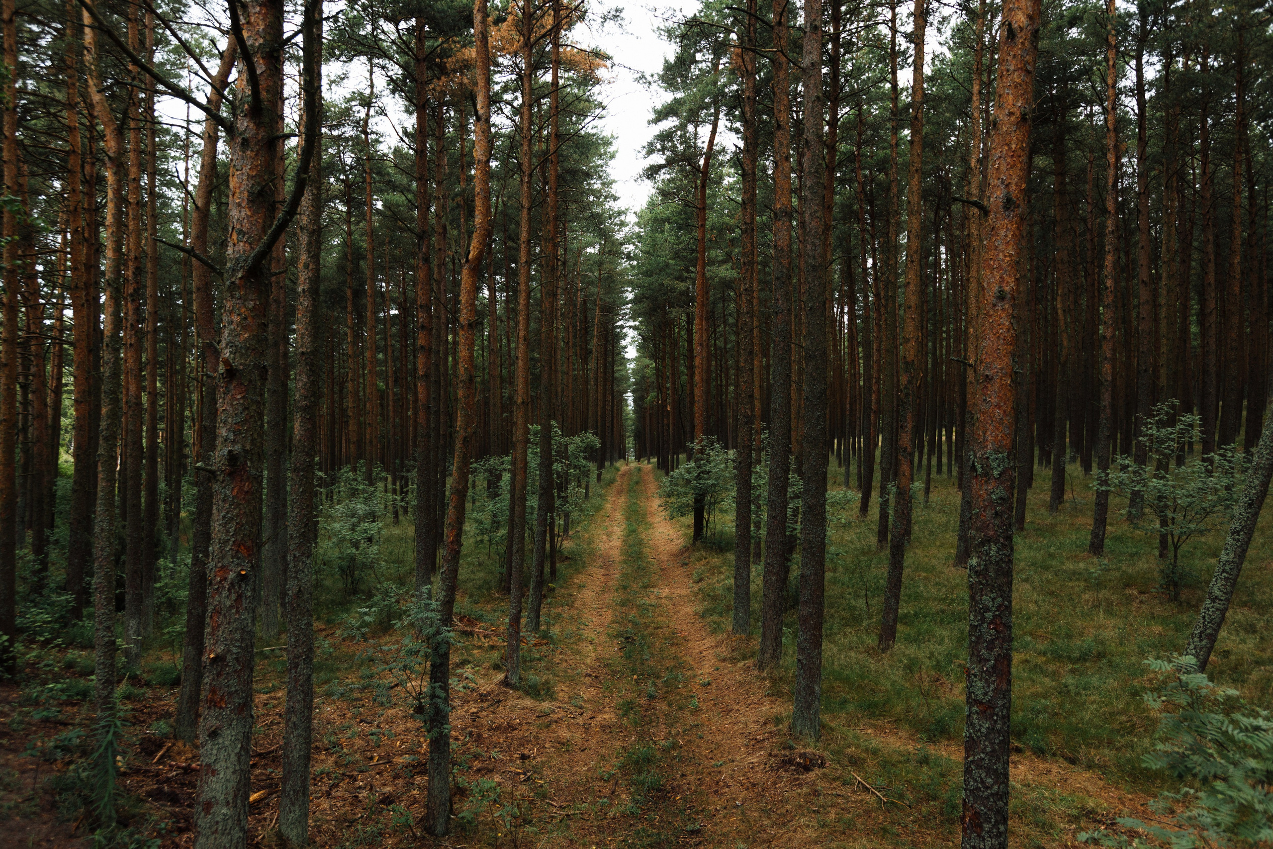 Curonian Spit 2023. Commercial photographer | Anton Ermakov