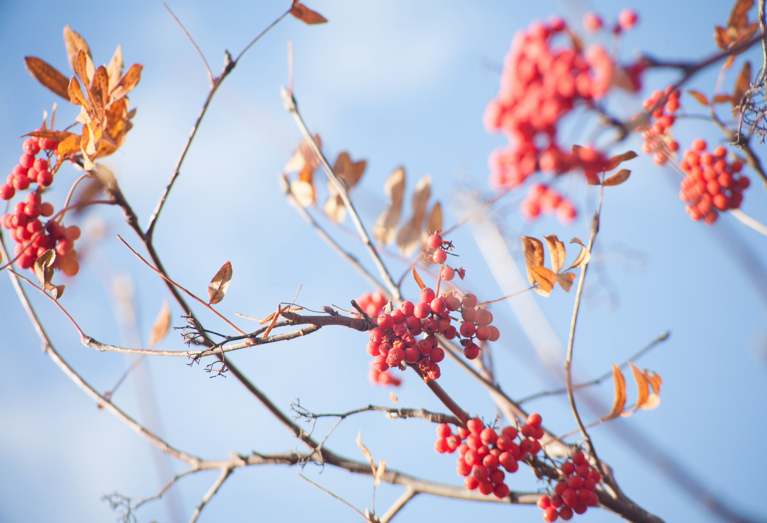 Nature Photos. Commercial photographer | Anton Ermakov