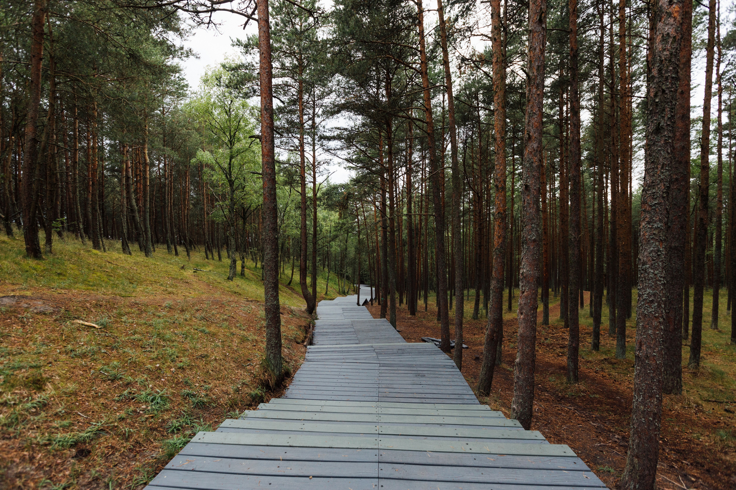 Curonian Spit 2023. Commercial photographer | Anton Ermakov