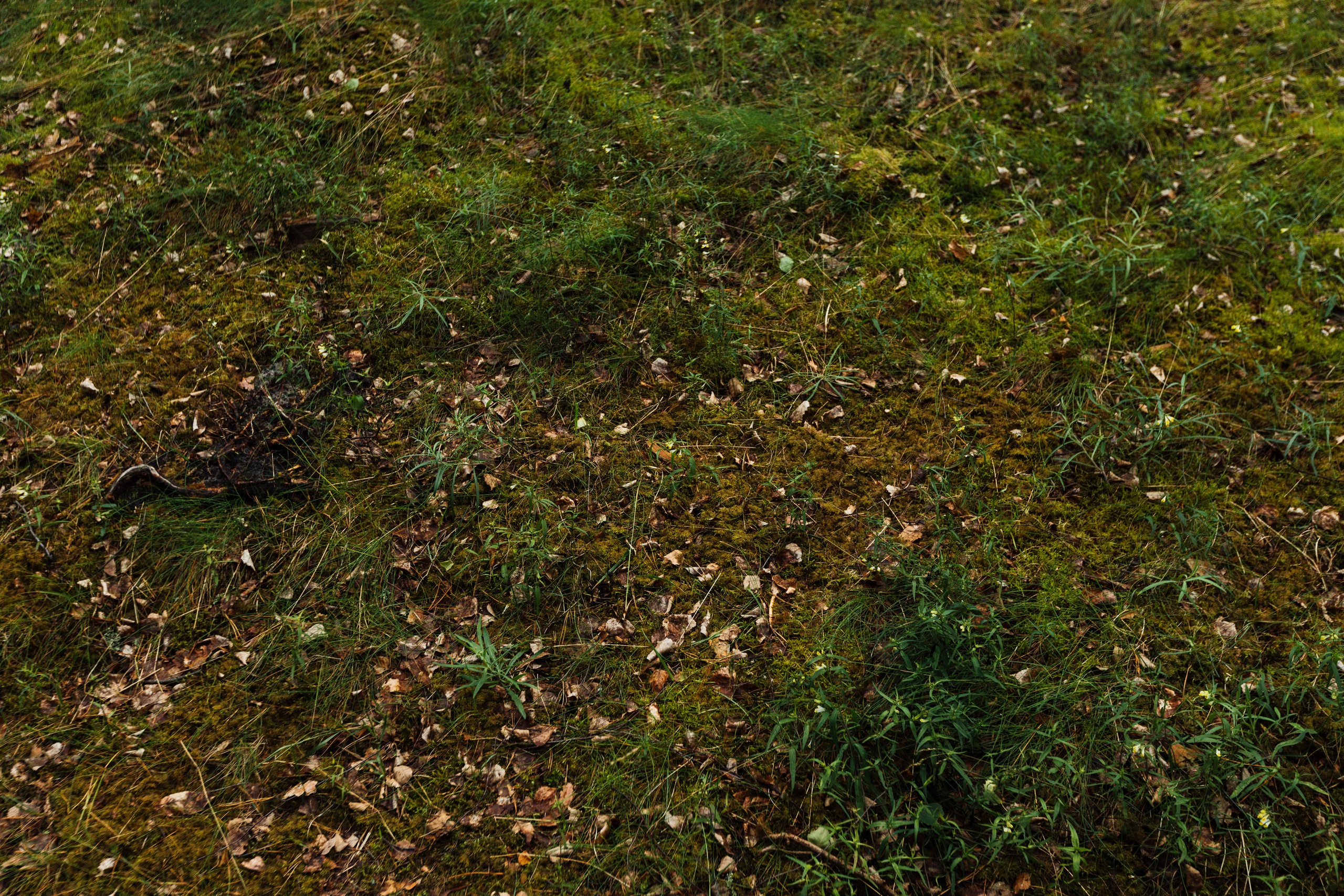 Curonian Spit 2023. Commercial photographer | Anton Ermakov