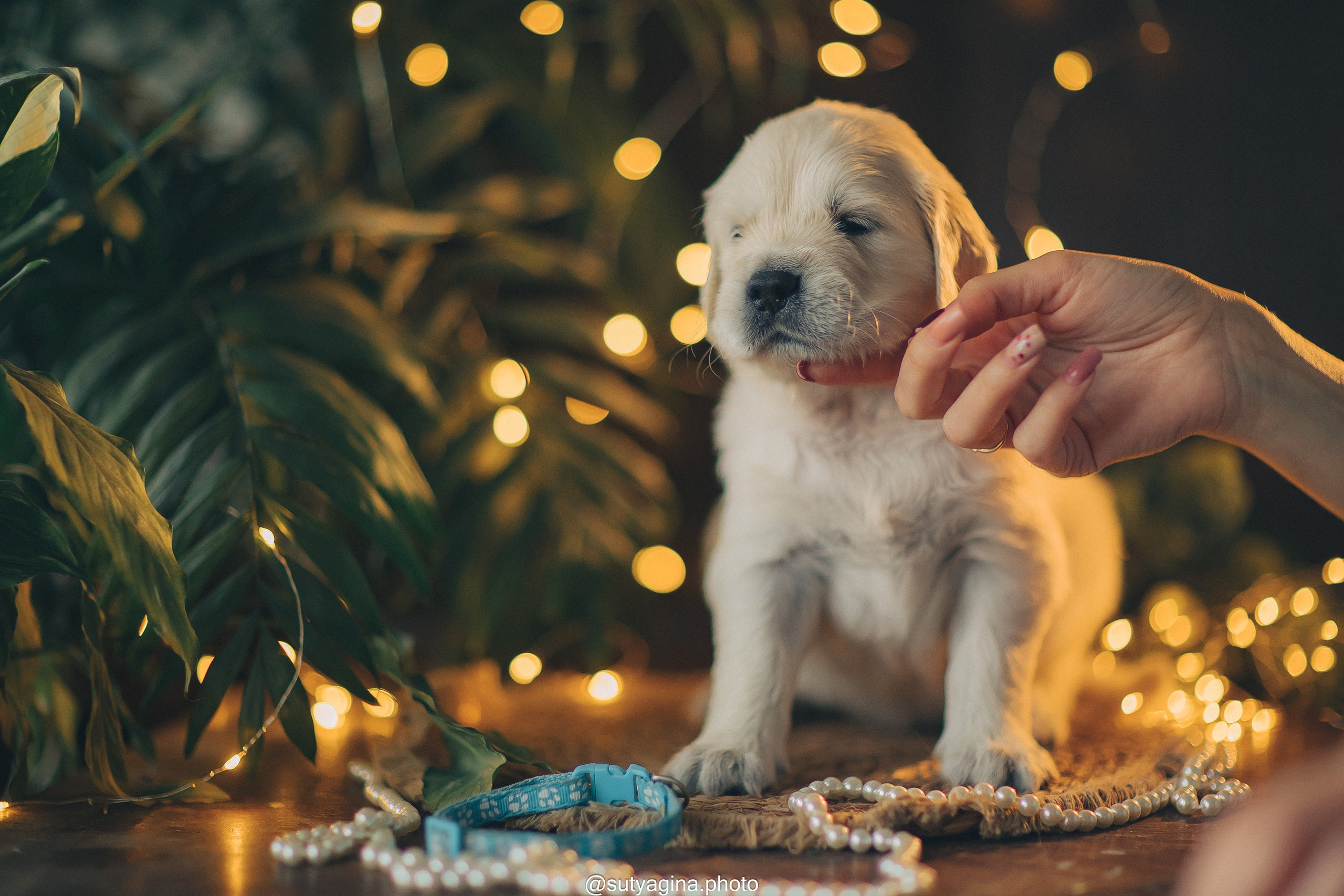 Голубой ошейник. Свадебный и женский фотограф