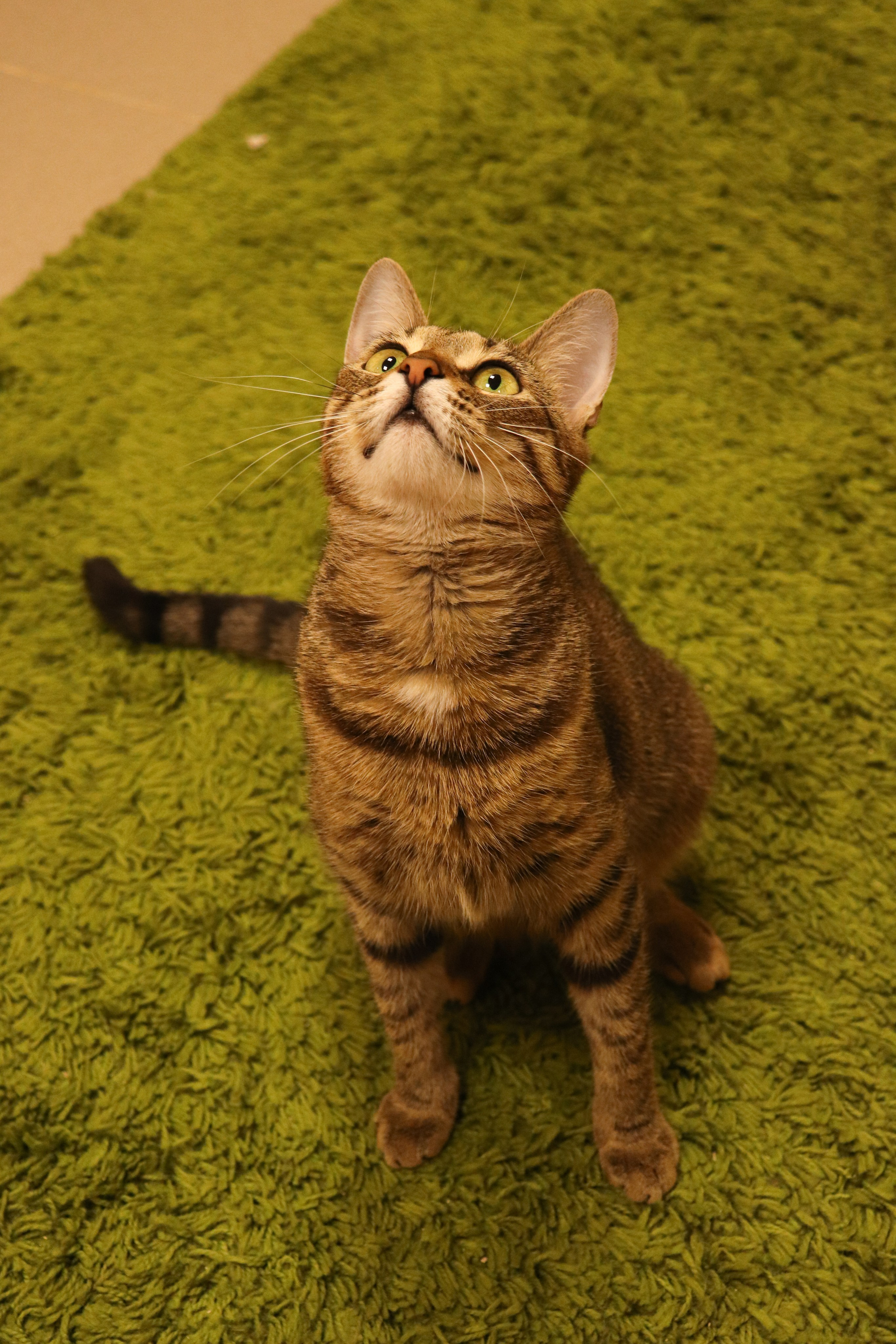 Петербургский дом кота (27 июня 2024). Ивентный фотограф в Санкт-Петербурге Олег Комков