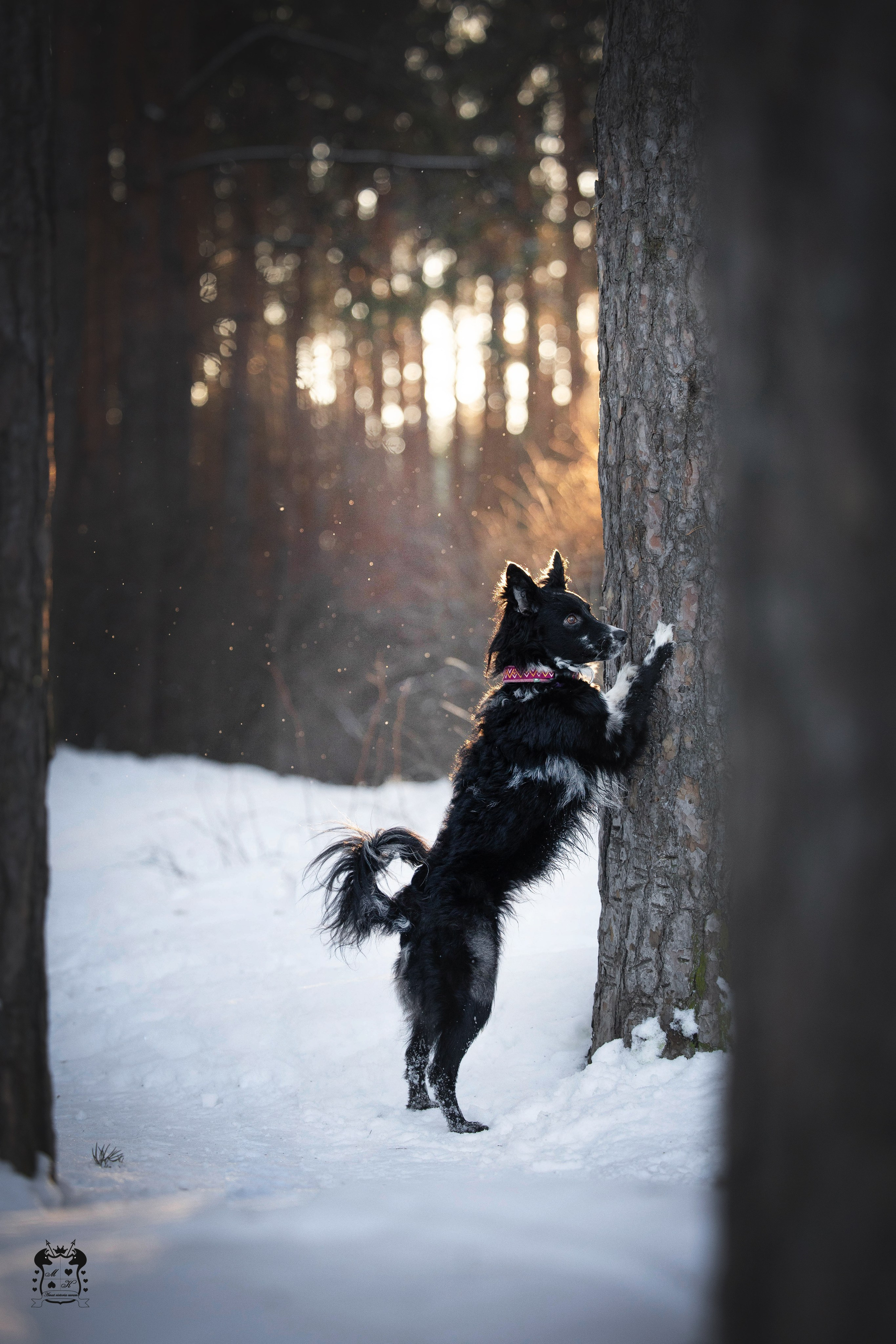 Портфолио. Фотограф-анималист в Екатеринбурге Марина Шишкина