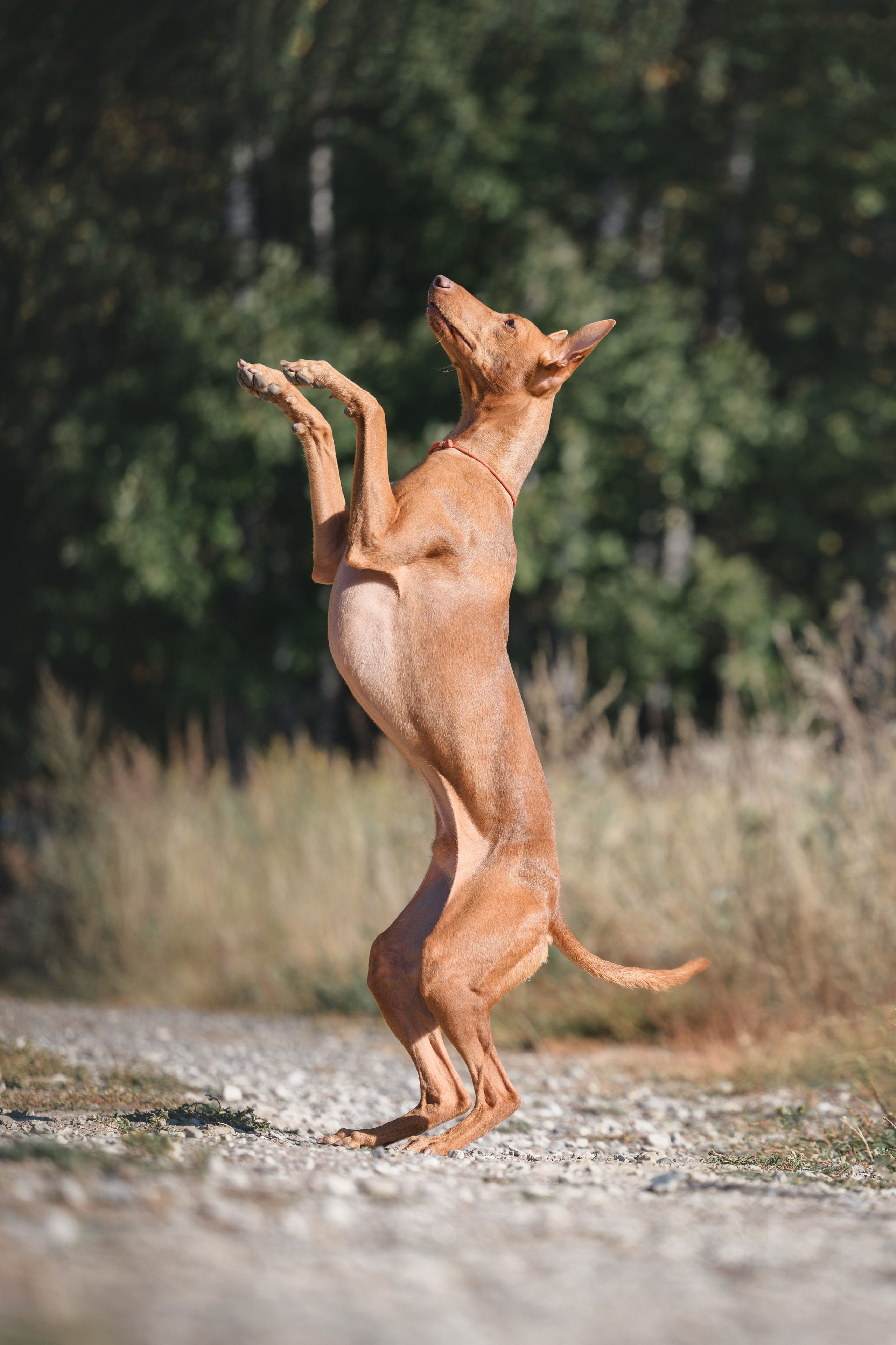 Чирнеко. Лесная прогулка. Фотограф Анималист в Москве Анастасия Жучкова