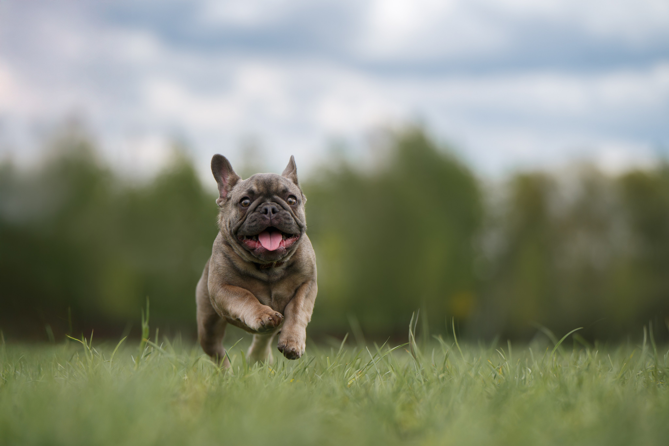 Щенок Французского бульдога. Фотограф Анималист в Москве Анастасия Жучкова