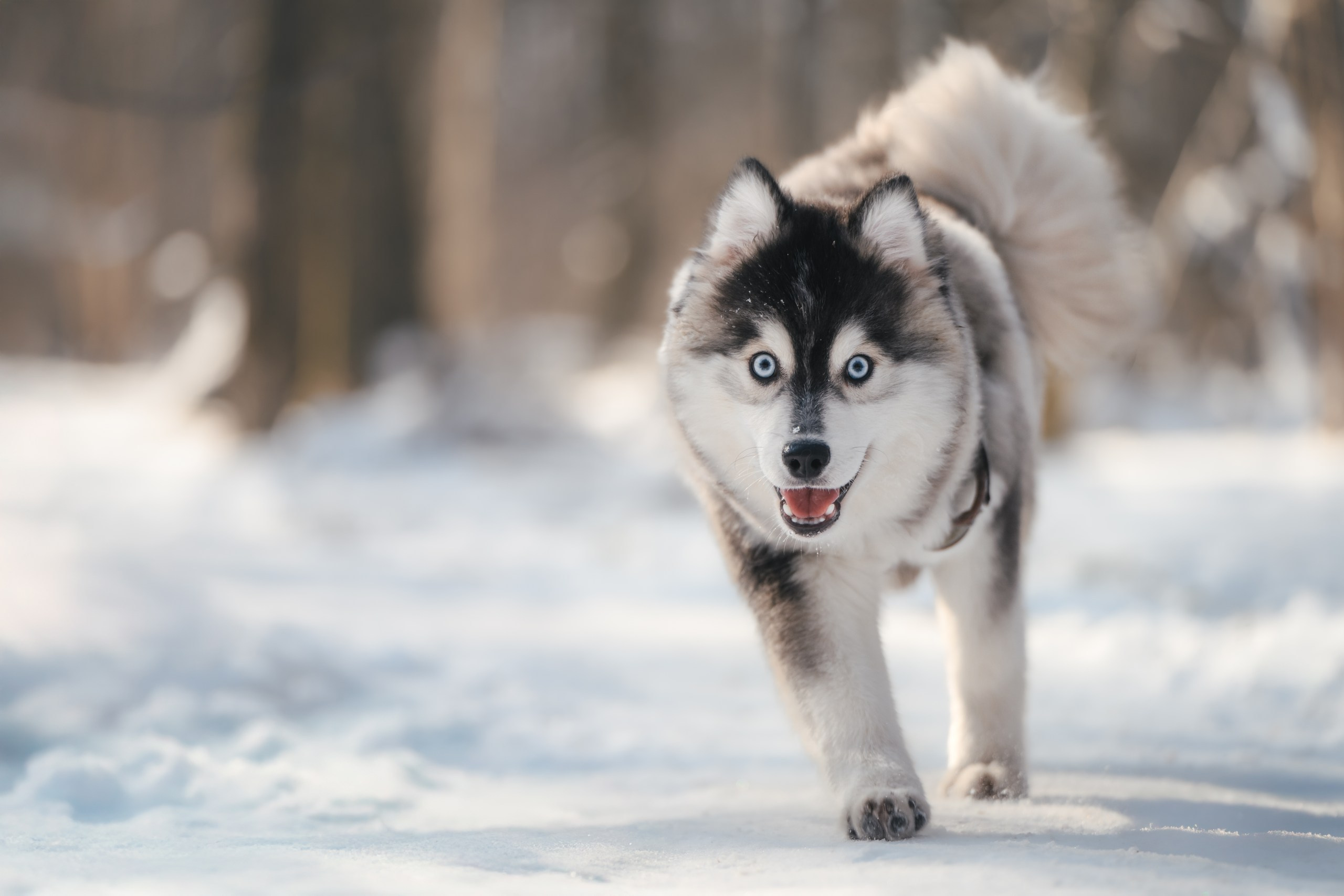Виктория и 4 помски. Фотограф Анималист в Москве Анастасия Жучкова