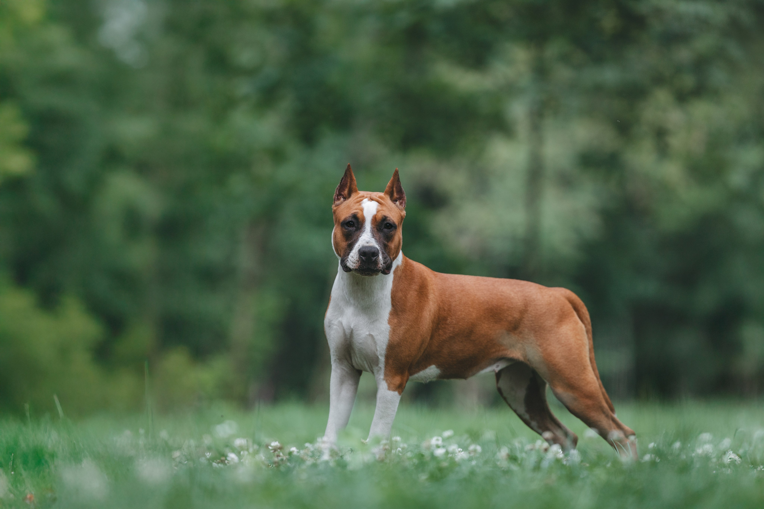 Американский стаффордширский терьер. Фотограф Анималист в Москве Анастасия Жучкова