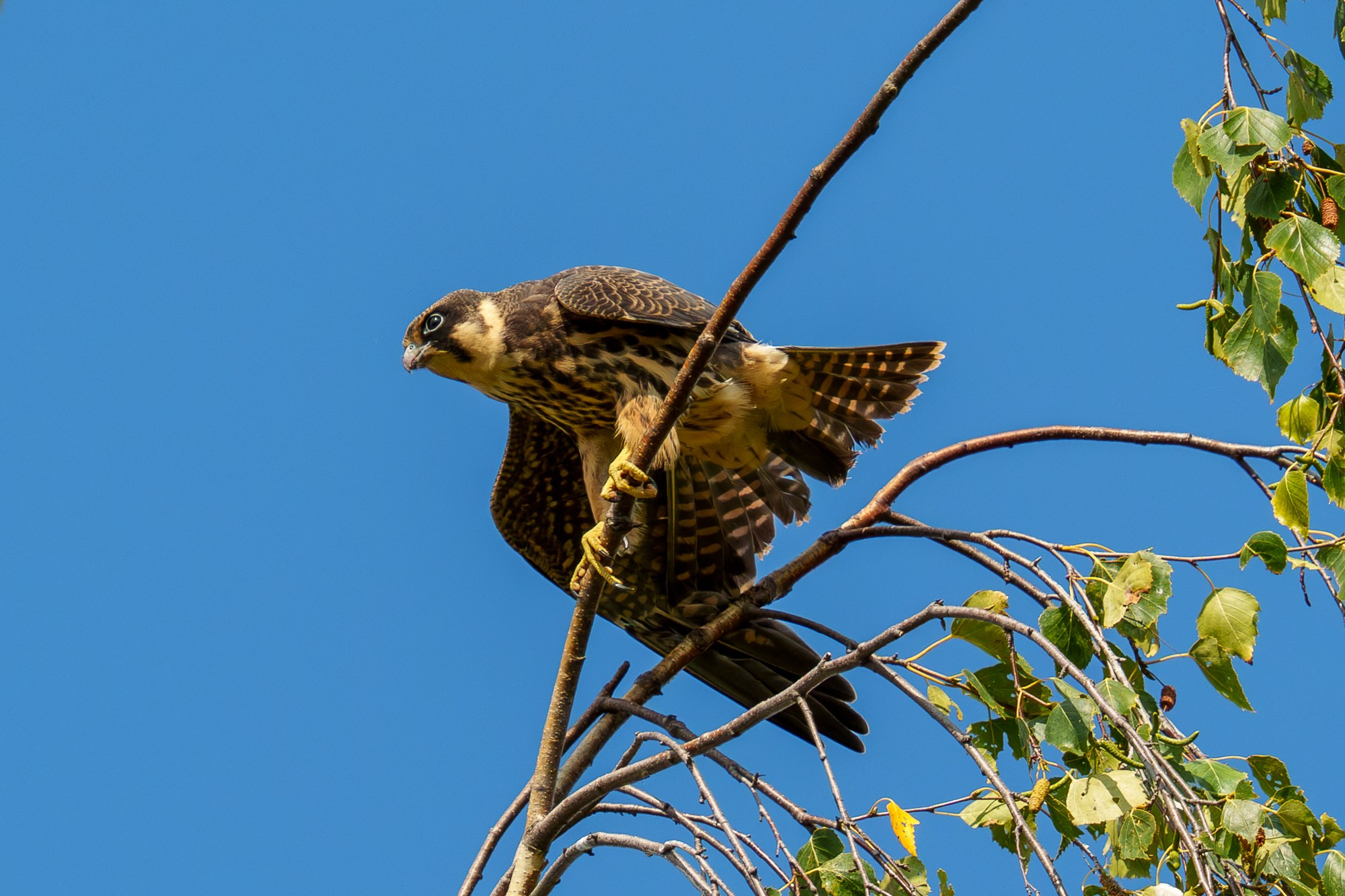 Удивительные мир птиц. Вокруг нас столько прекрасного — присмотритесь!. Ваш личный фотограф Марина Волкова