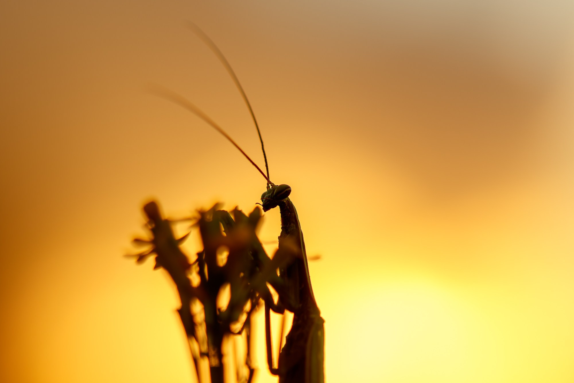 Макросъёмка. Ваш личный фотограф Марина Волкова