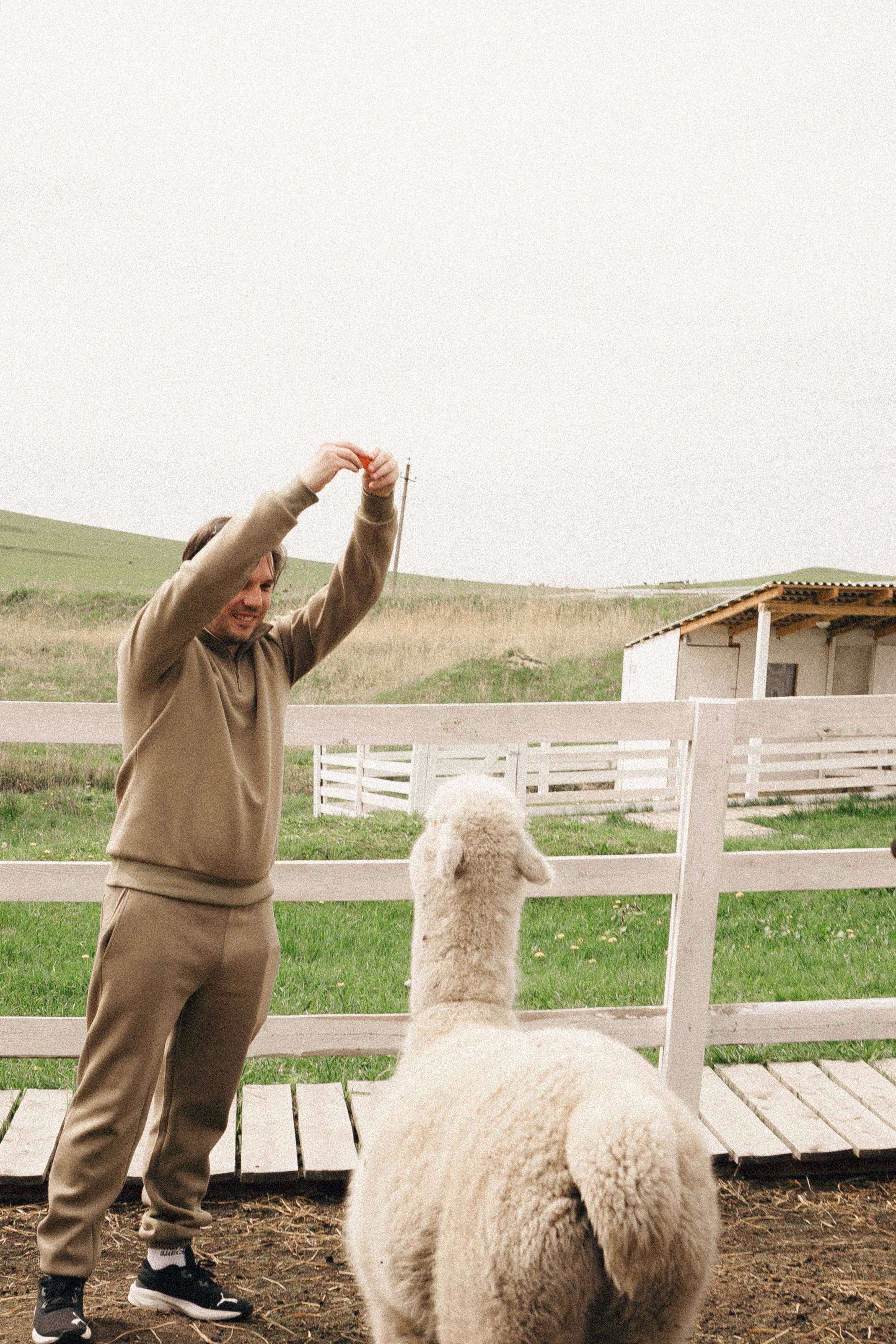Ферма Альпак. Профессиональный фотограф, Санкт-Петербург — Виктория Богомолова